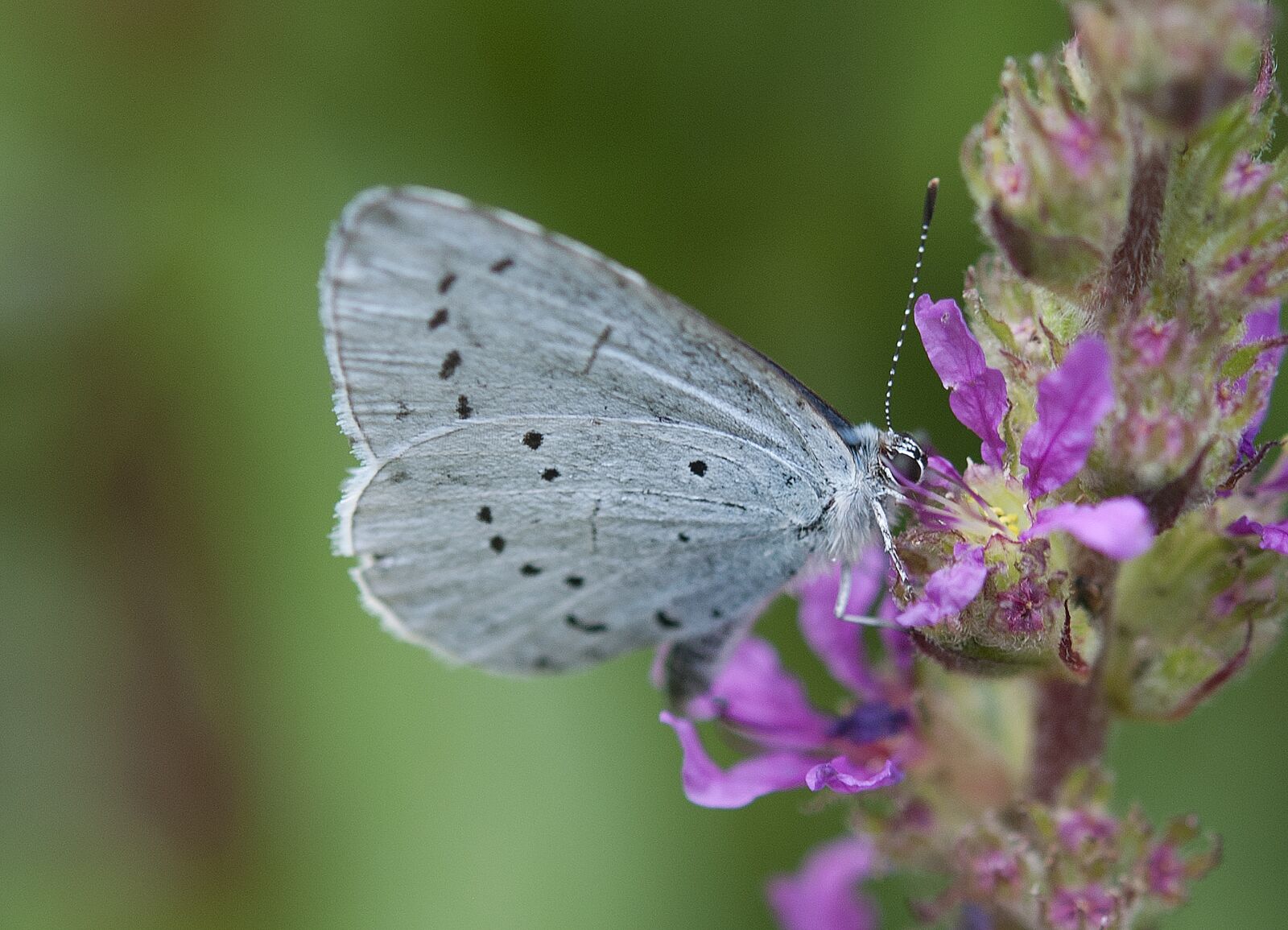 Nikon D80 sample photo. Butterfly, nature, flower photography