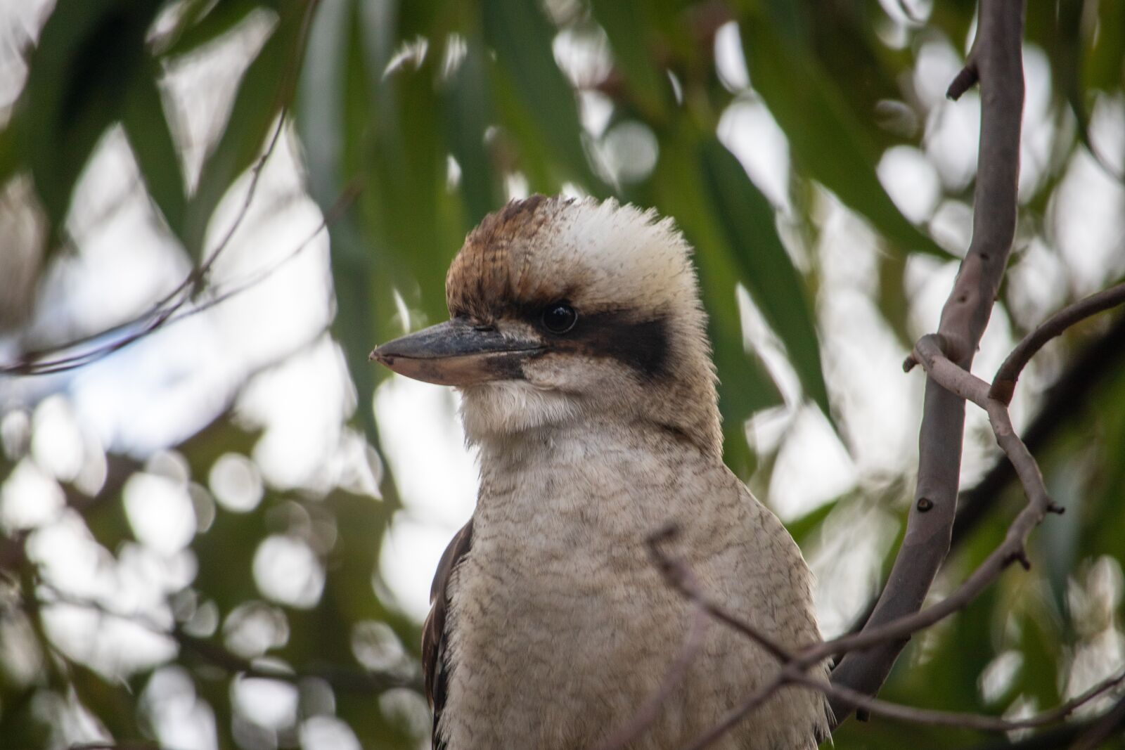 Canon EOS 200D (EOS Rebel SL2 / EOS Kiss X9) sample photo. Kookaburra, tree, bird photography