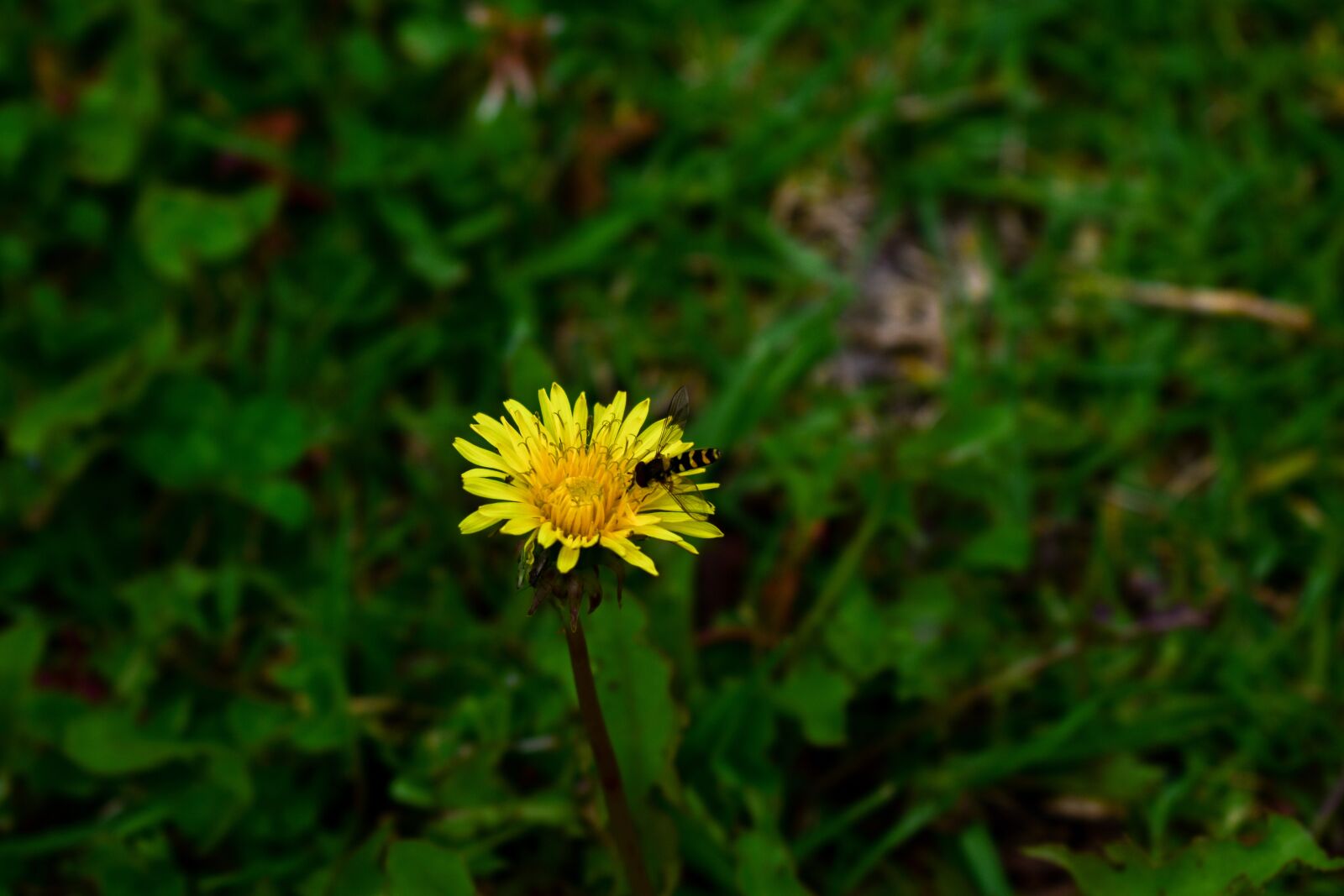 Nikon D3400 sample photo. Nature, plant, flower photography