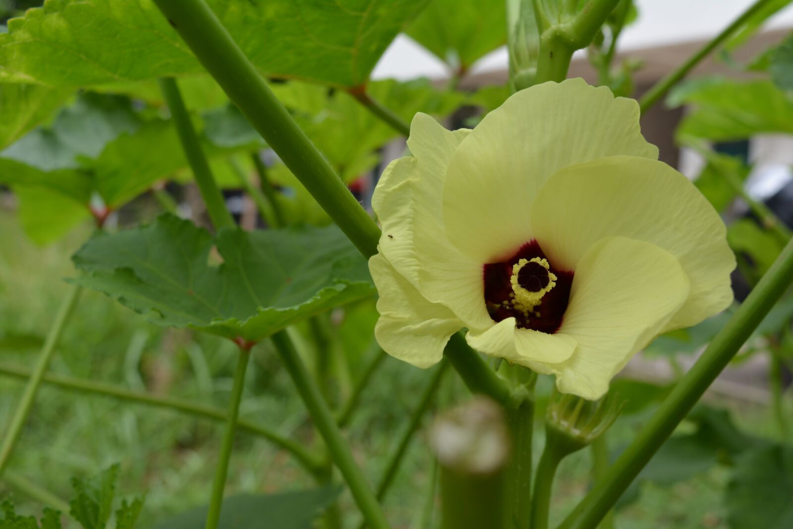 Nikon D5200 sample photo. Natural, flower photography