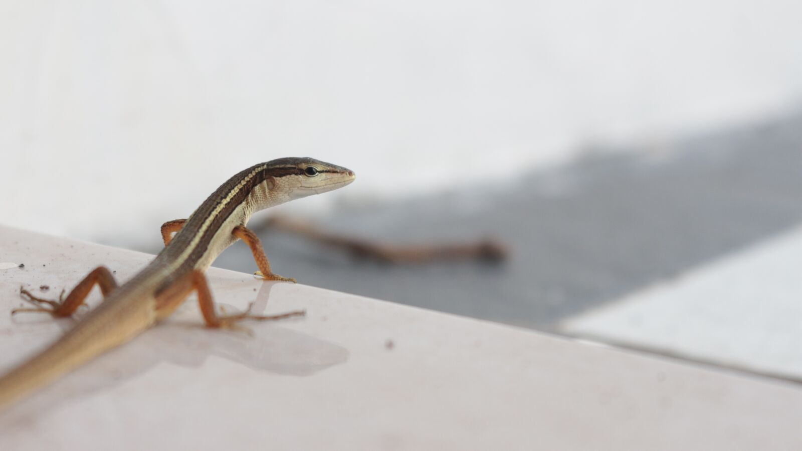 Canon EOS 700D (EOS Rebel T5i / EOS Kiss X7i) sample photo. Reptiles, lizard, indonesian photography
