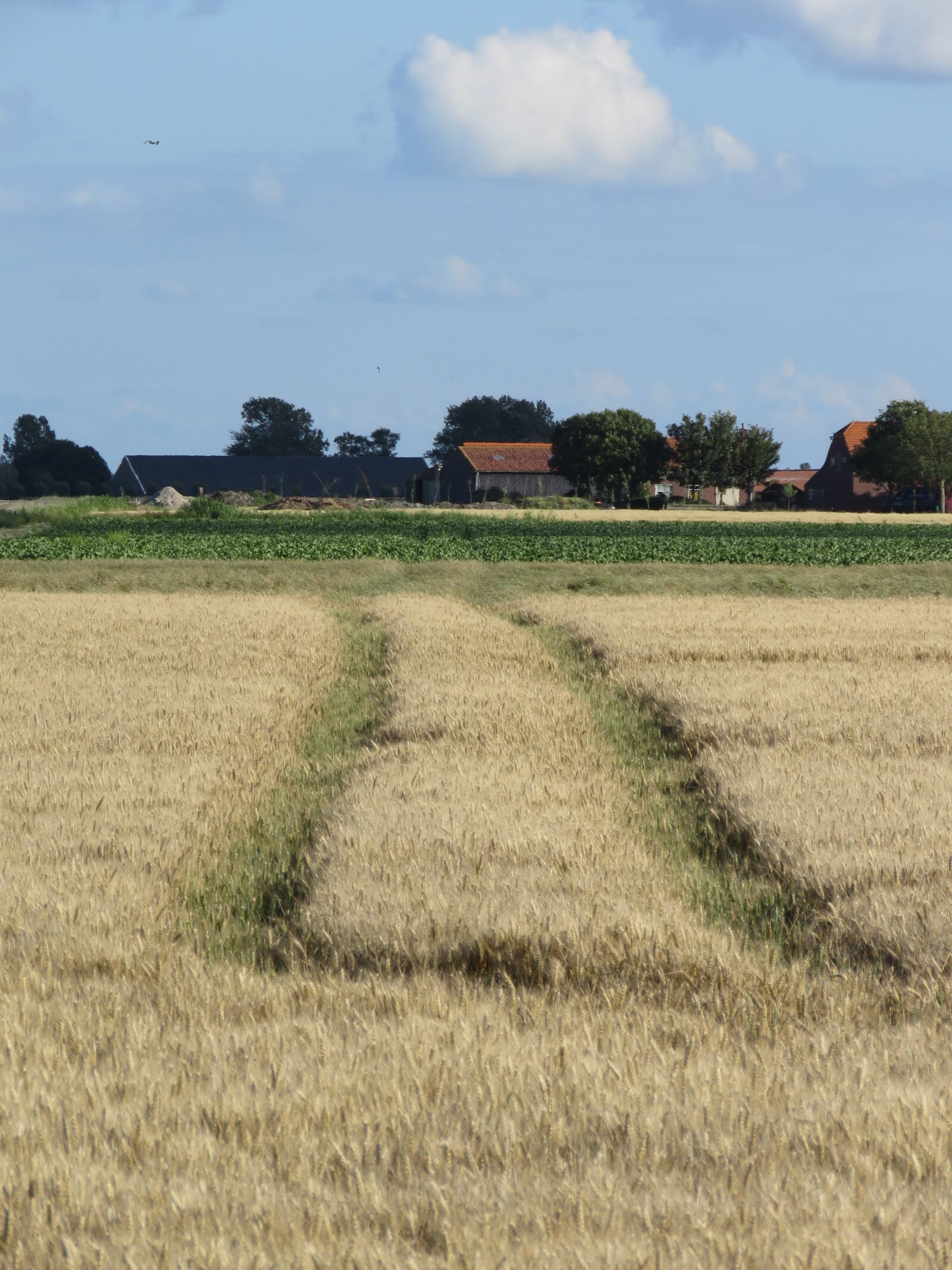 Canon PowerShot SX60 HS sample photo. Tractorspoor, field, pasture photography
