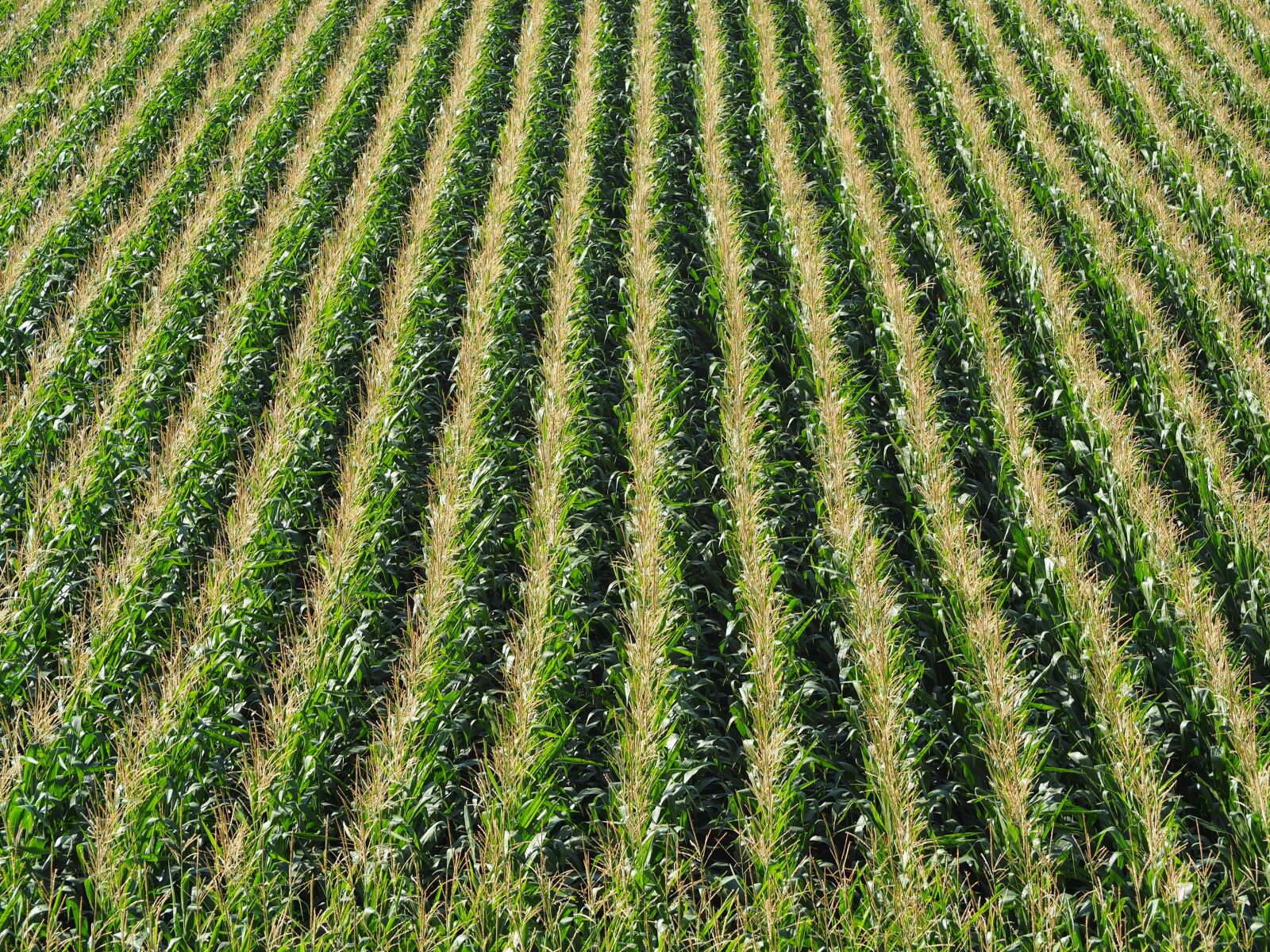 Olympus OM-D E-M10 sample photo. Corn, field, cornfield photography
