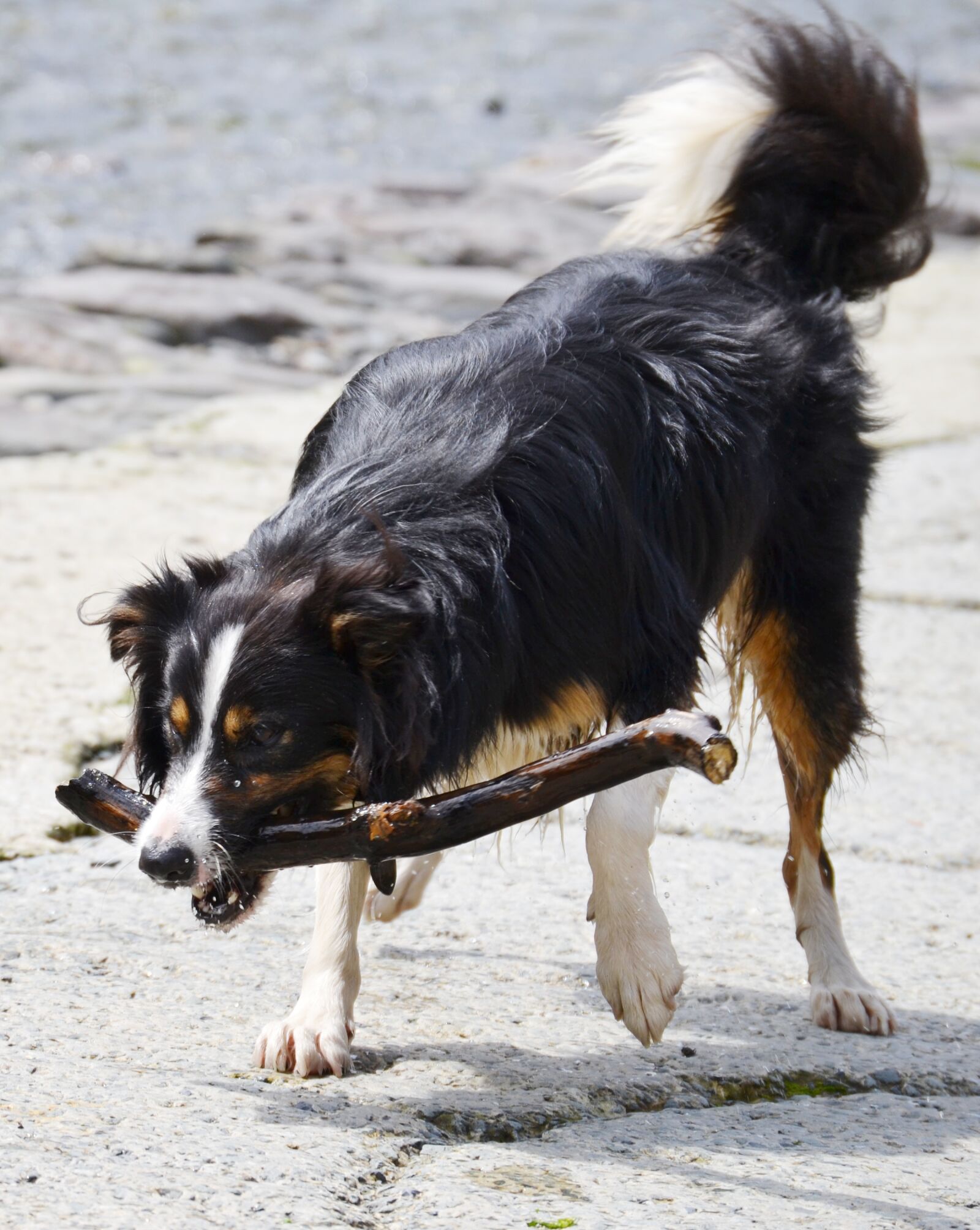 Nikon D3100 sample photo. Border collie, dog, sheepdog photography