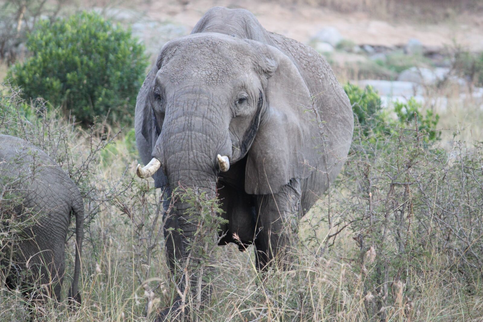 Canon EOS 500D (EOS Rebel T1i / EOS Kiss X3) sample photo. Africa, safari, tanzania photography
