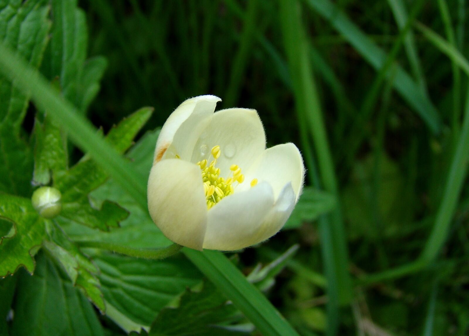 Sony Cyber-shot DSC-H50 sample photo. Flower, spring, nature photography