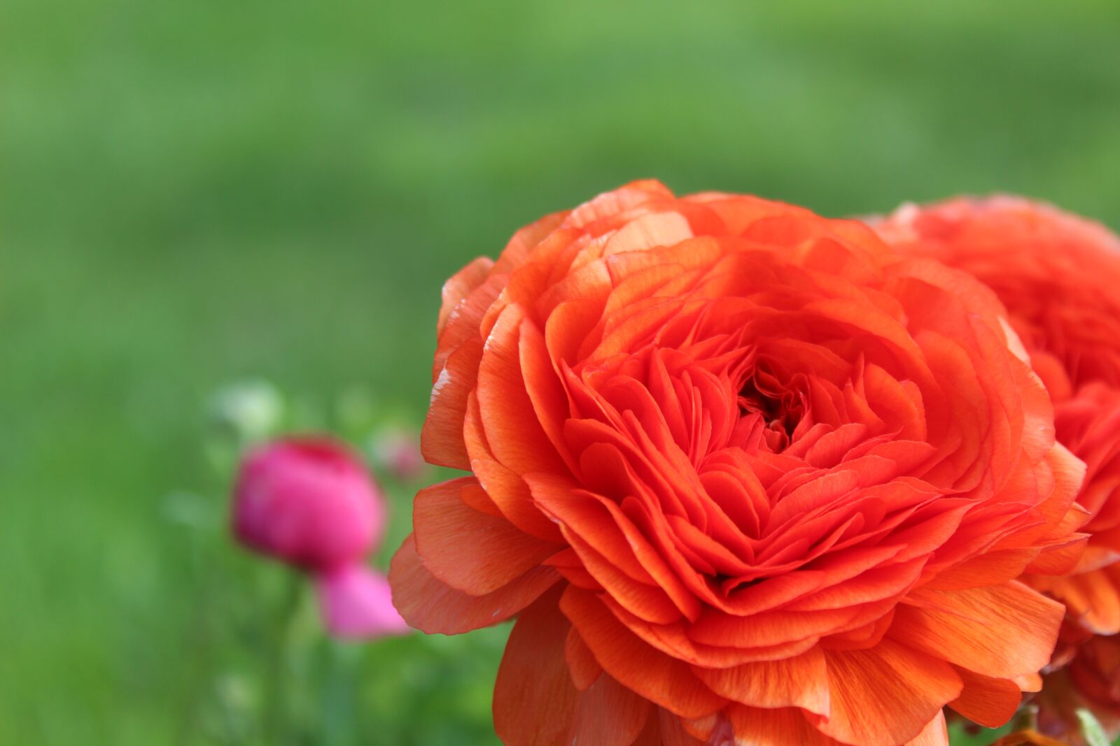 Canon EOS 1300D (EOS Rebel T6 / EOS Kiss X80) sample photo. Vibrant orange, summer, flower photography