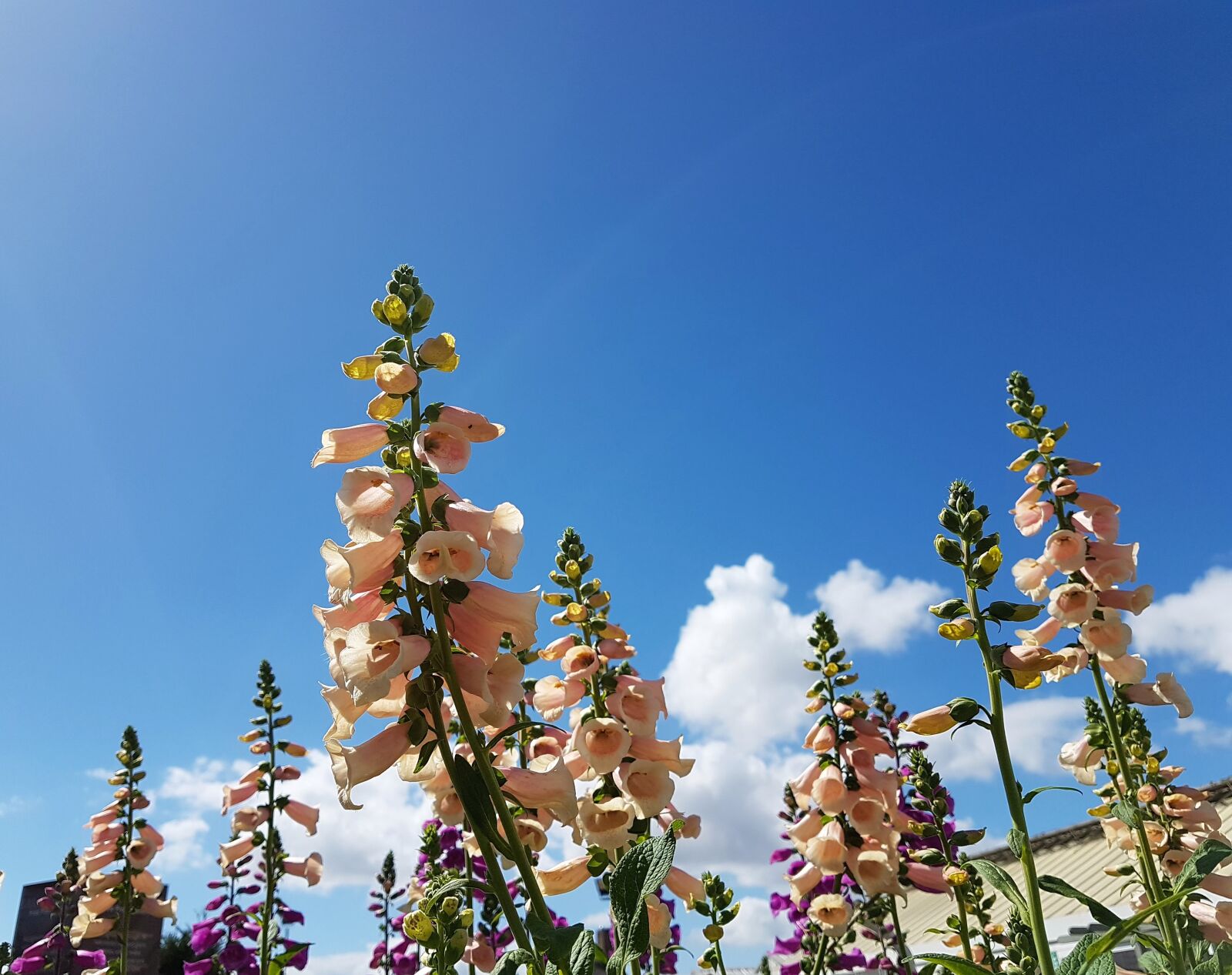 Samsung Galaxy S7 Edge sample photo. Flowers, summer, bloom photography