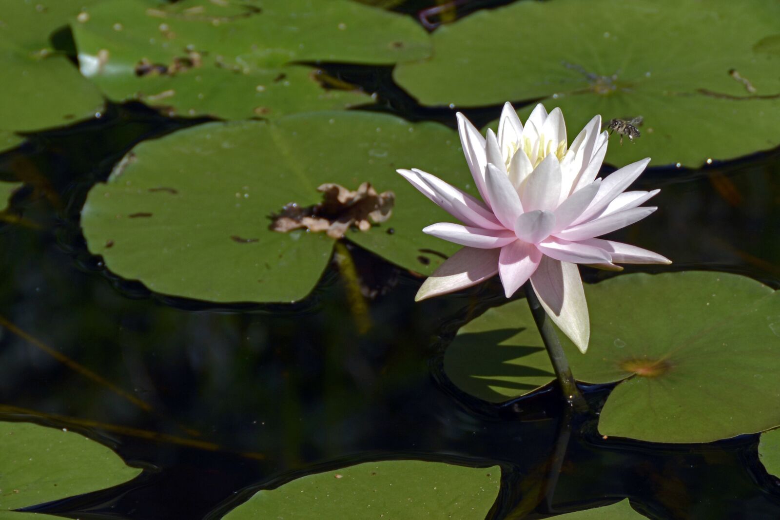 Nikon D7100 sample photo. Water lily, aquatic plant photography
