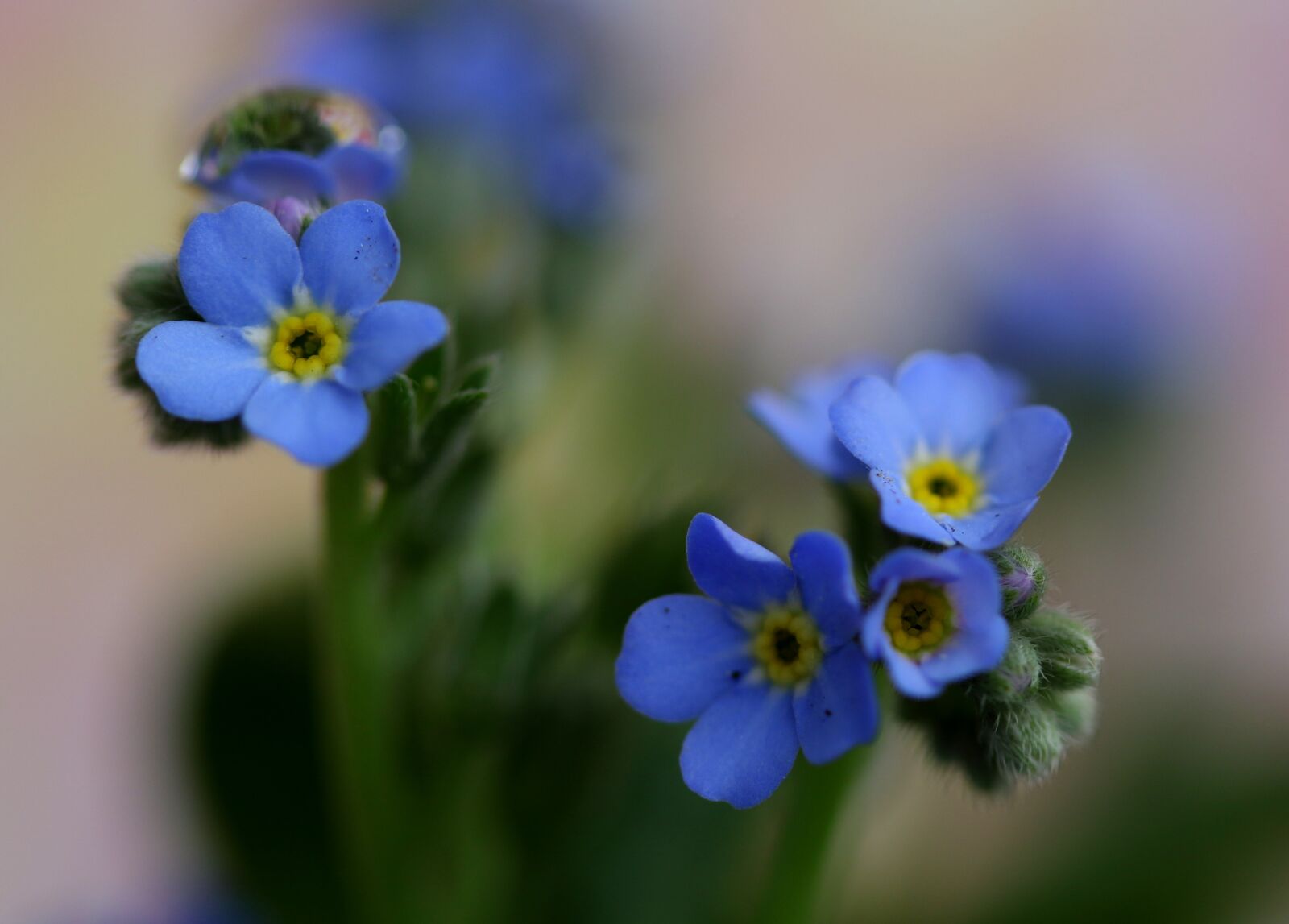 Canon EF-S 60mm F2.8 Macro USM sample photo. Forget-me-not, blue, flower photography