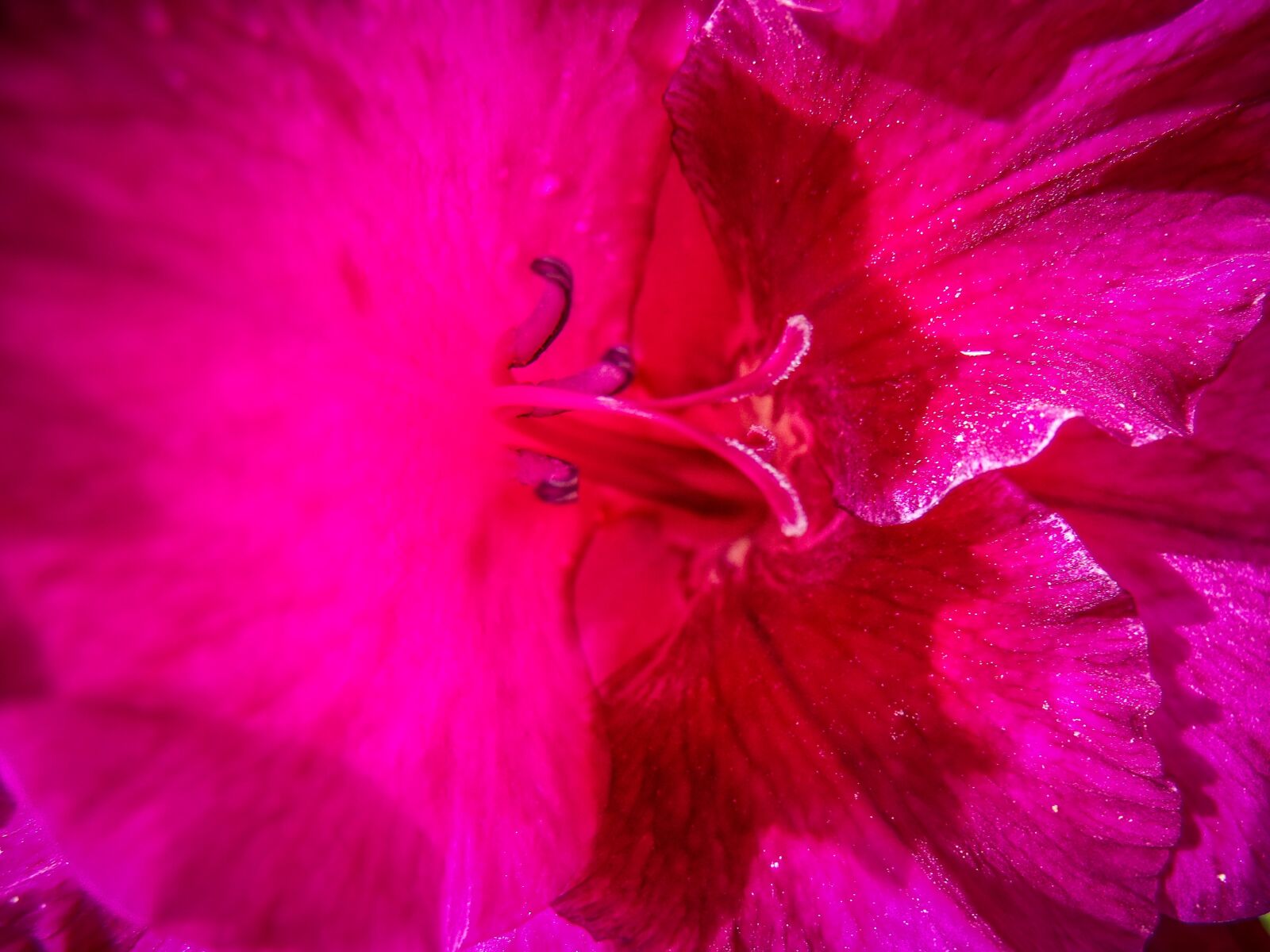 Fujifilm FinePix S1500 sample photo. Flower, color, garden photography