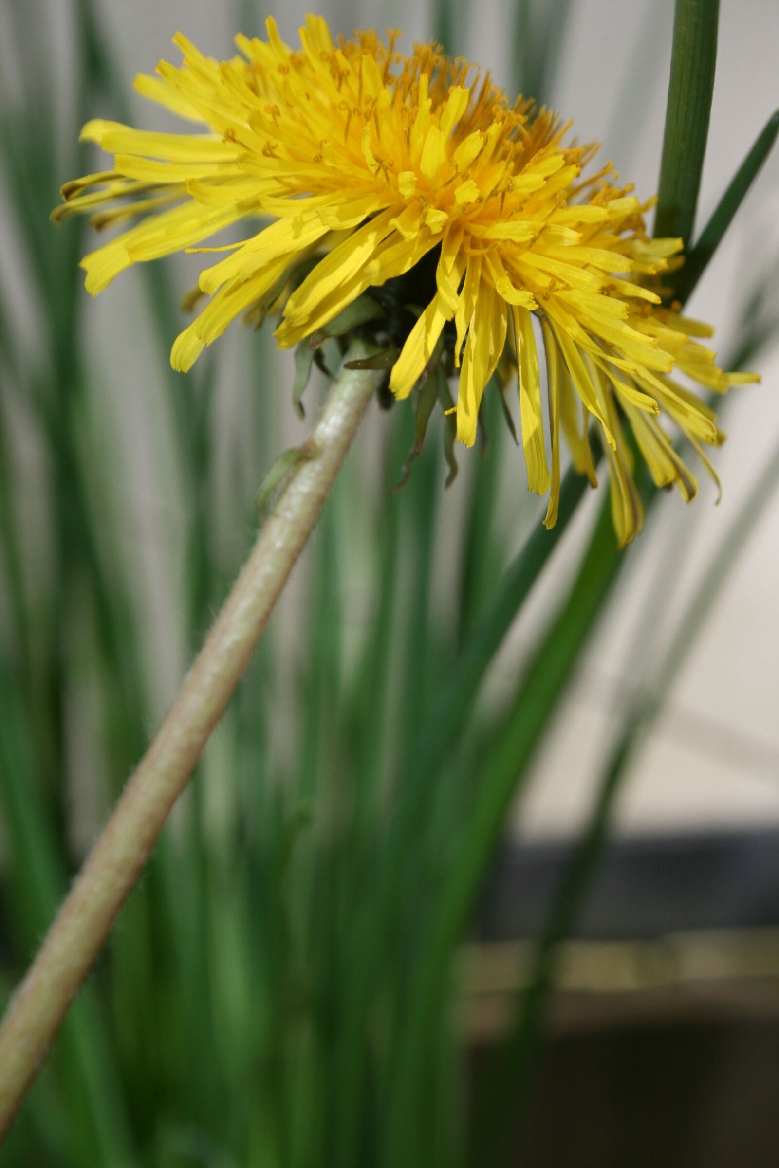 Canon EOS 400D (EOS Digital Rebel XTi / EOS Kiss Digital X) sample photo. Flower, dandelion, summer photography