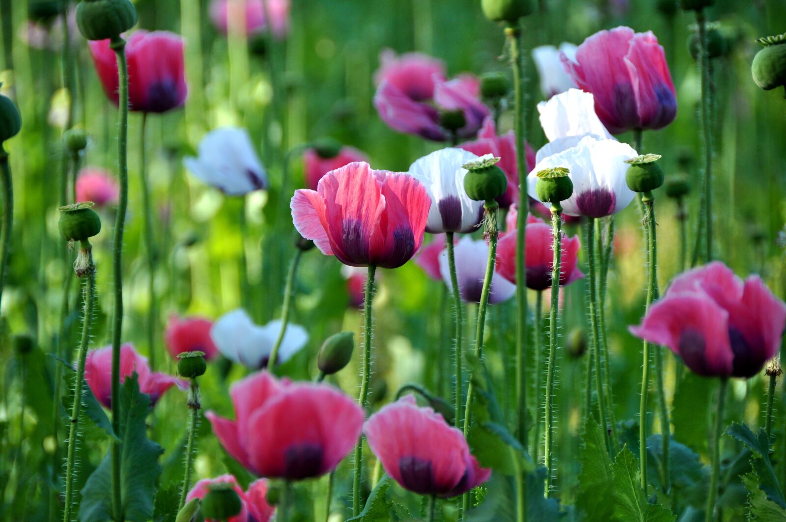 Nikon D90 sample photo. Poppy, thriving mohnfeld, nature photography
