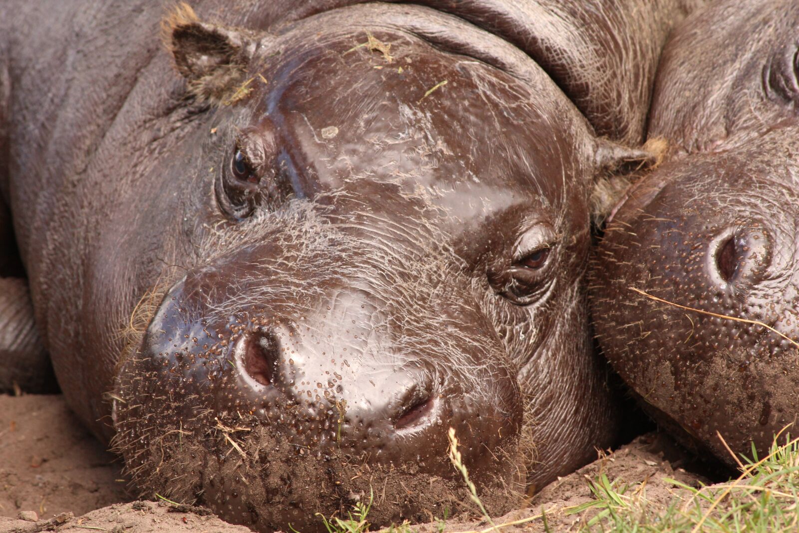 Canon EOS 600D (Rebel EOS T3i / EOS Kiss X5) sample photo. Hippo, zoo, hippopotamus photography