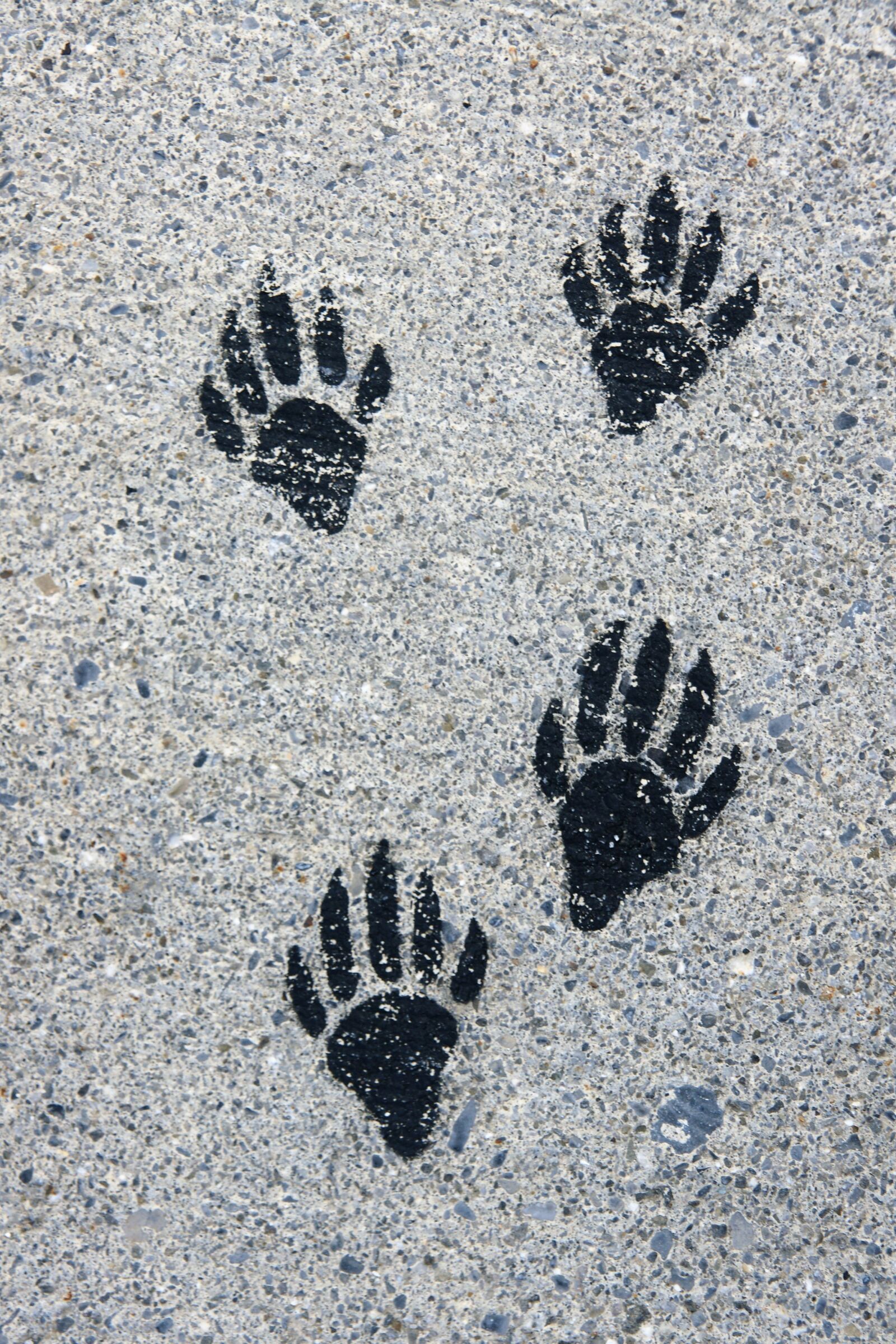 Sony Alpha DSLR-A700 sample photo. Footprints, paws, ground photography