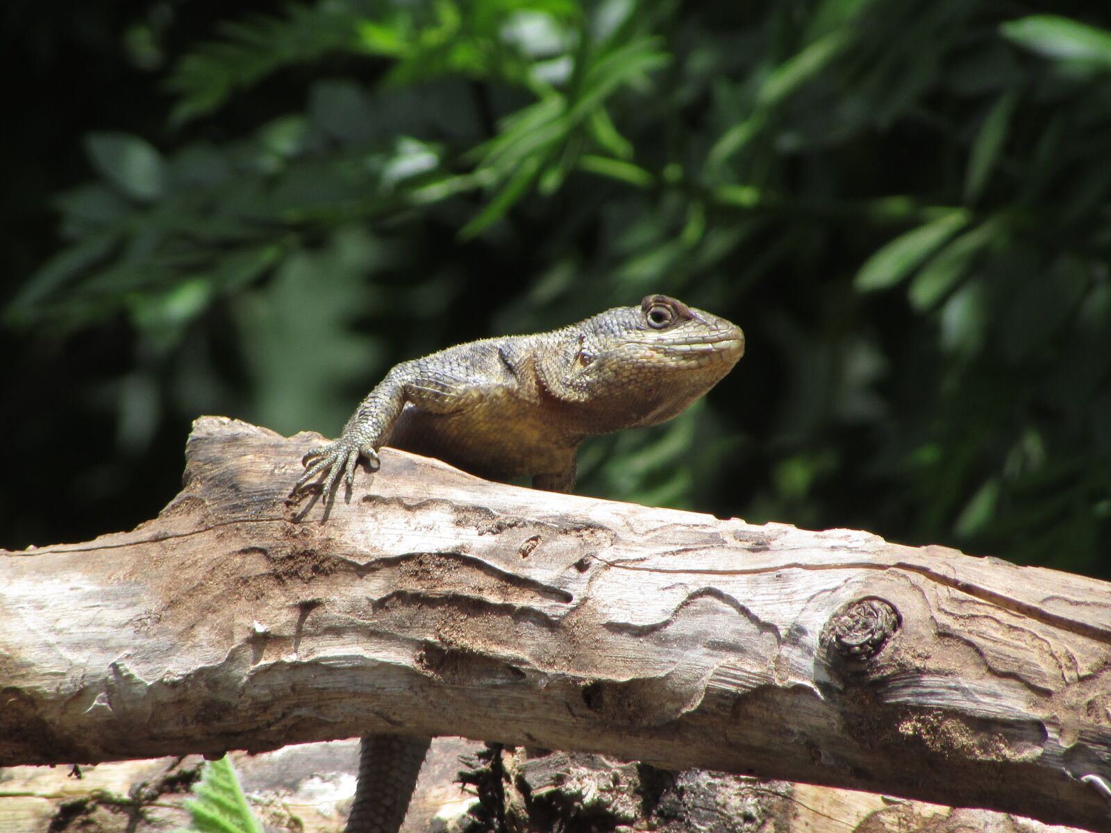 Canon PowerShot SX400 IS sample photo. Animals, nature, farm photography