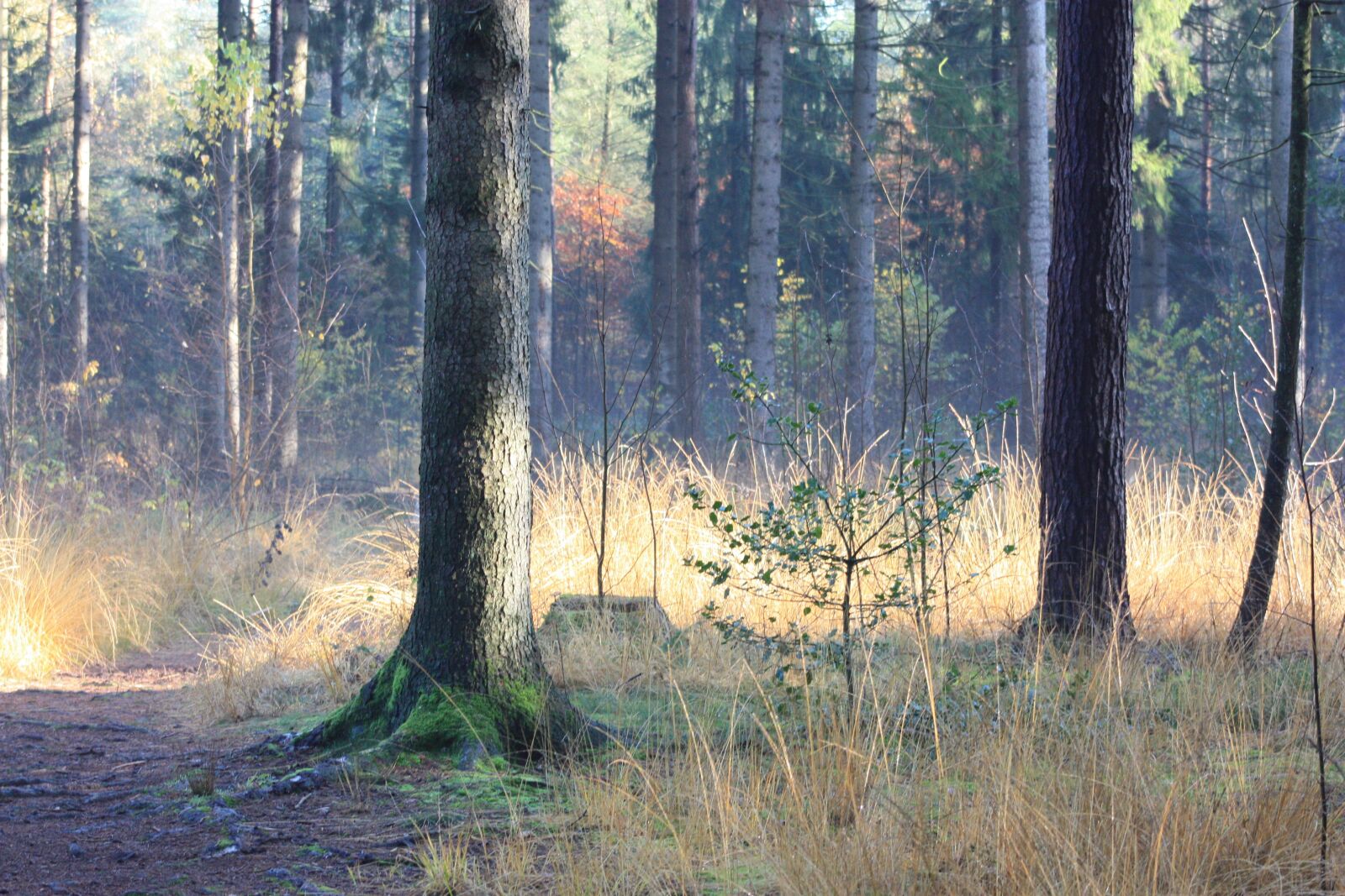 Canon EOS 450D (EOS Rebel XSi / EOS Kiss X2) sample photo. Wood, tree, fog photography