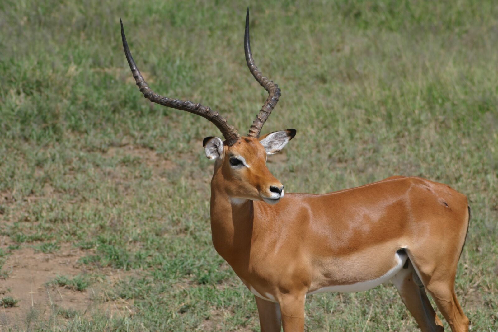 Canon EOS 300D (EOS Digital Rebel / EOS Kiss Digital) sample photo. Africa, antelope, wildlife photography