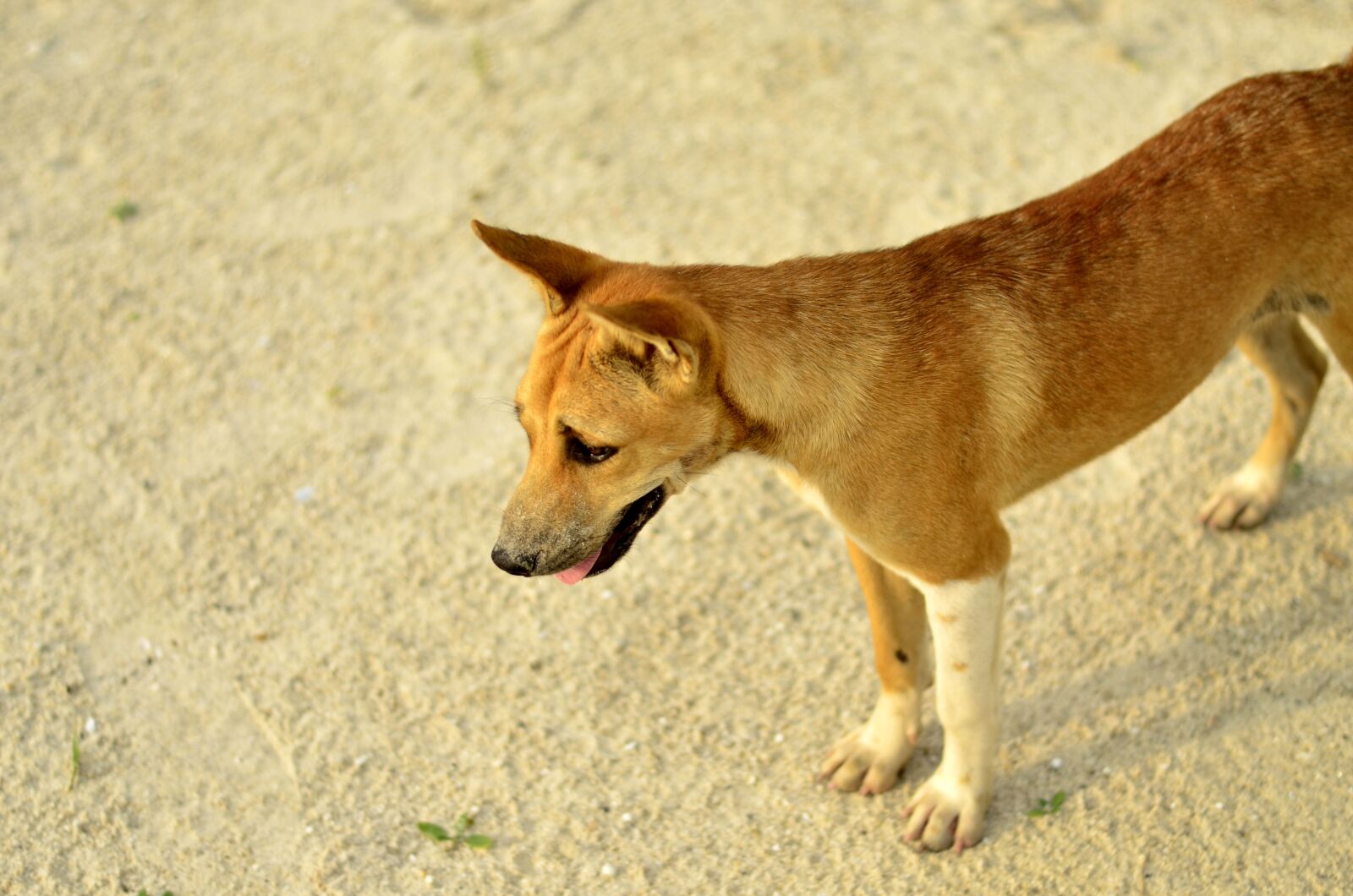 Nikon D7000 sample photo. Dog, canine, looking photography