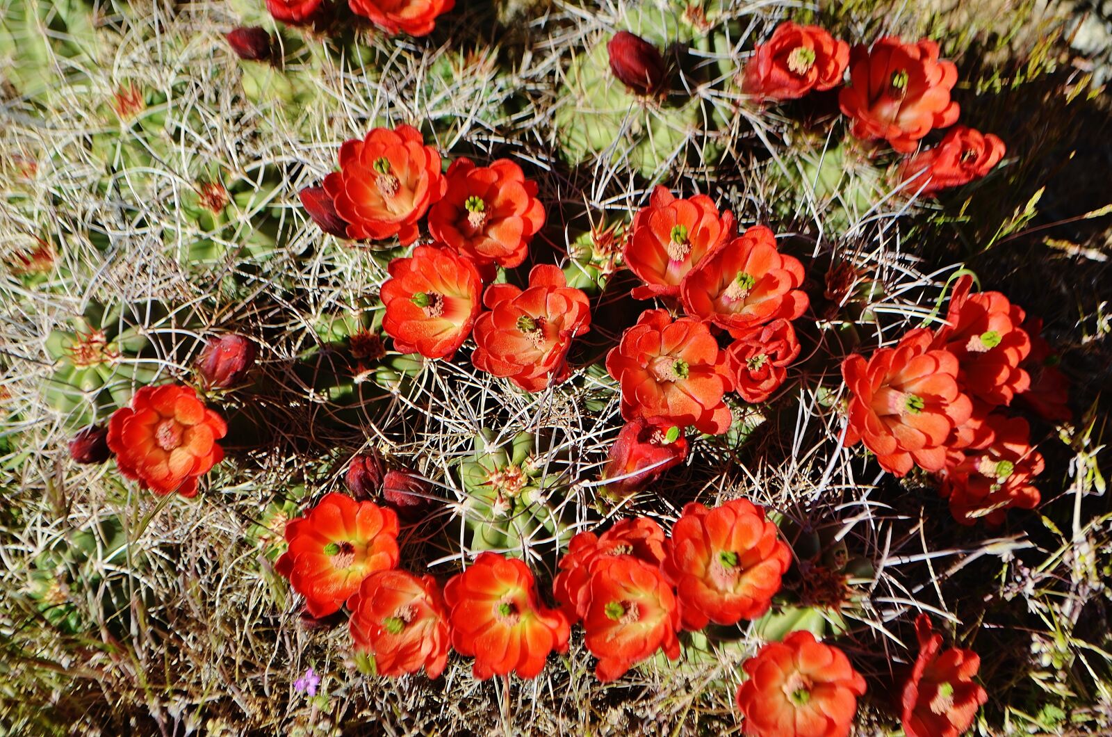 Nikon D5100 sample photo. Flowers, colors, joshua tree photography