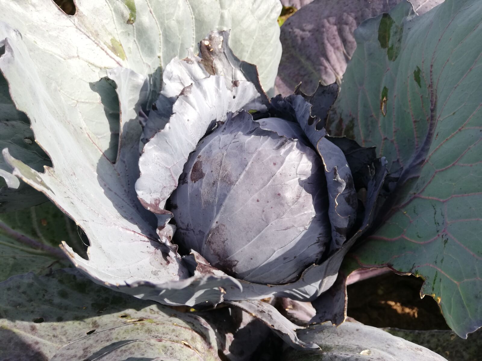 HUAWEI ANE-LX1 sample photo. Cabbage, blue, day photography