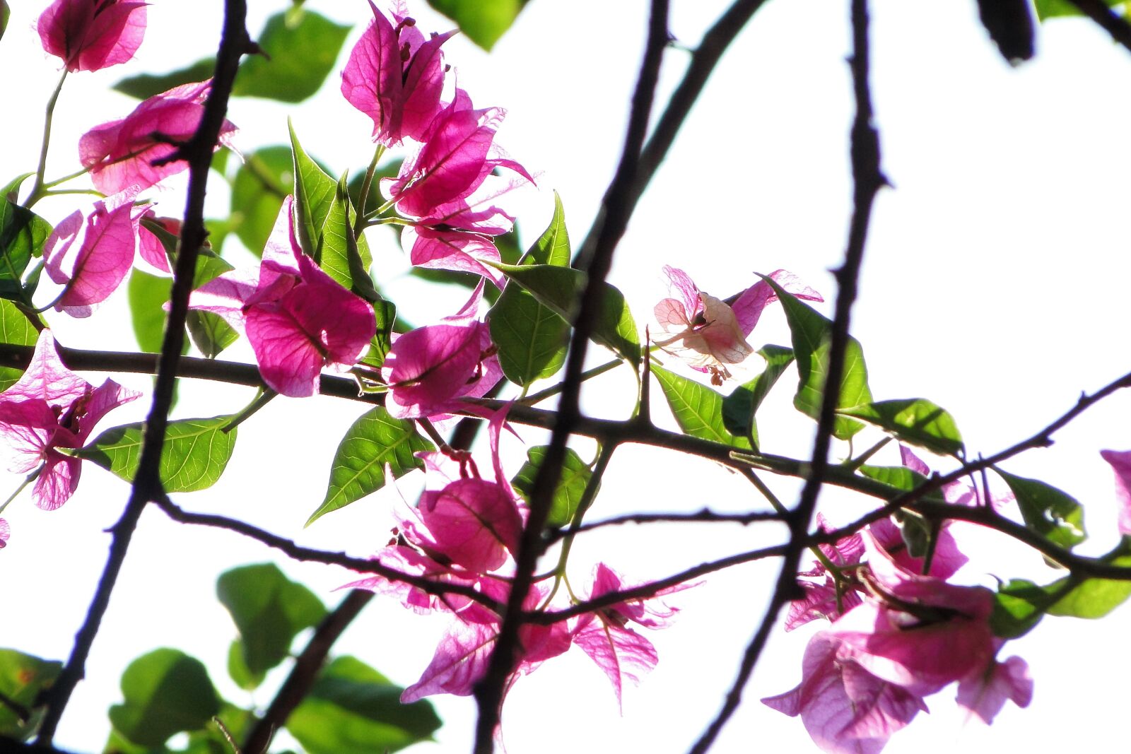 Sony Cyber-shot DSC-HX1 sample photo. Plant, bougainvillea, flowering photography