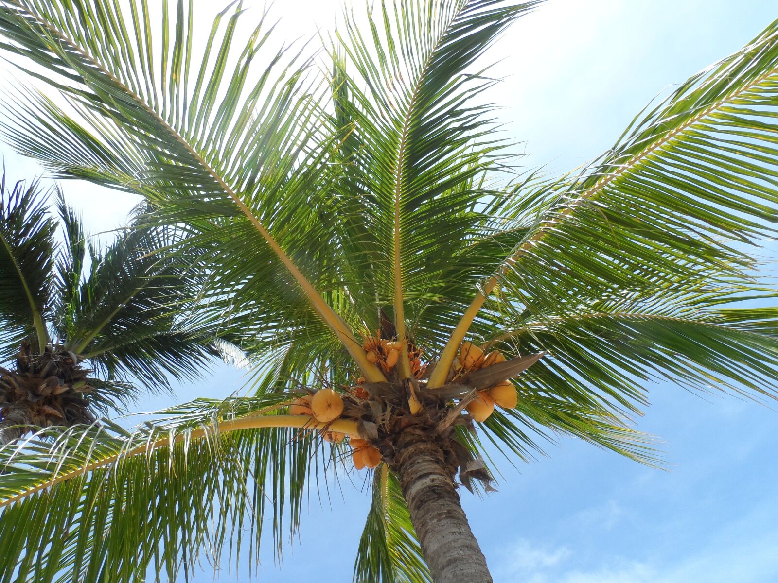 Samsung WB150 / WB150F / WB152 / WB152F / WB151 sample photo. Palm tree, tropical, beach photography