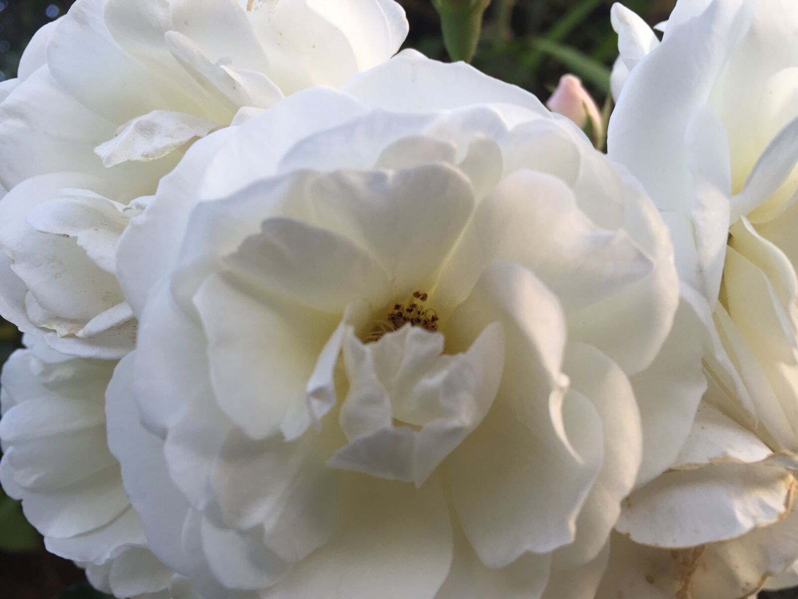 Apple iPhone 6 sample photo. Rose, flower, petals photography