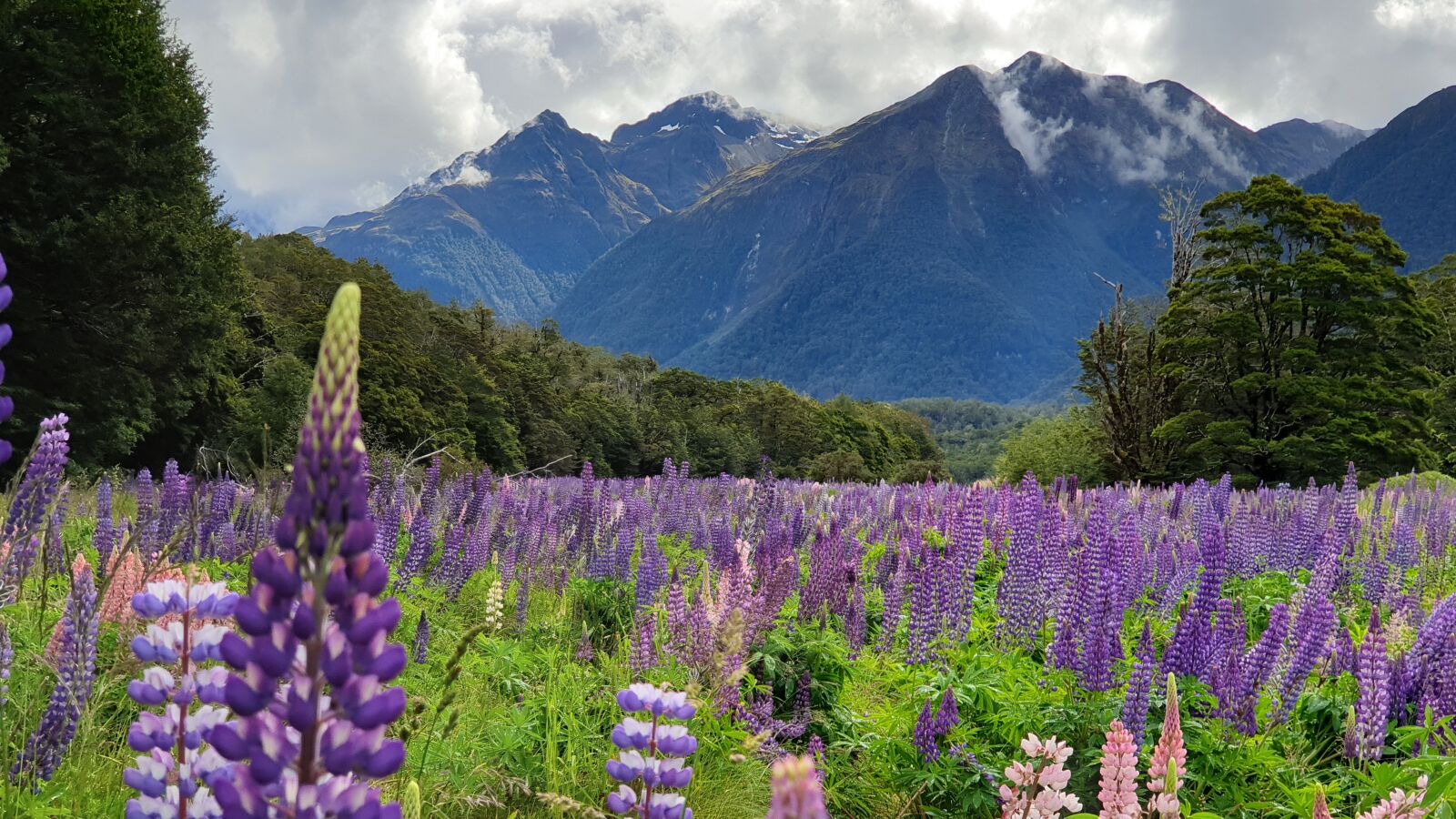 Samsung Galaxy Note9 sample photo. Lupine, fiordland, new zealand photography