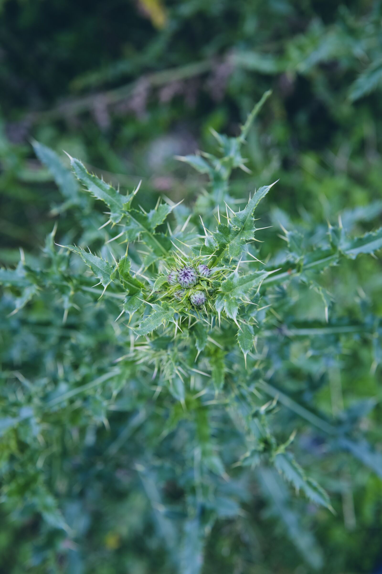 Canon EF 24-70mm F2.8L II USM sample photo. Thistle, plant, nature photography