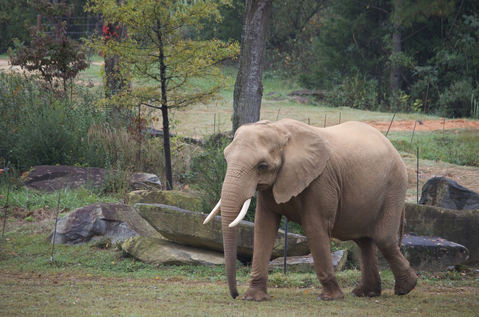 Nikon D5100 sample photo. Elephant, animal, africa photography
