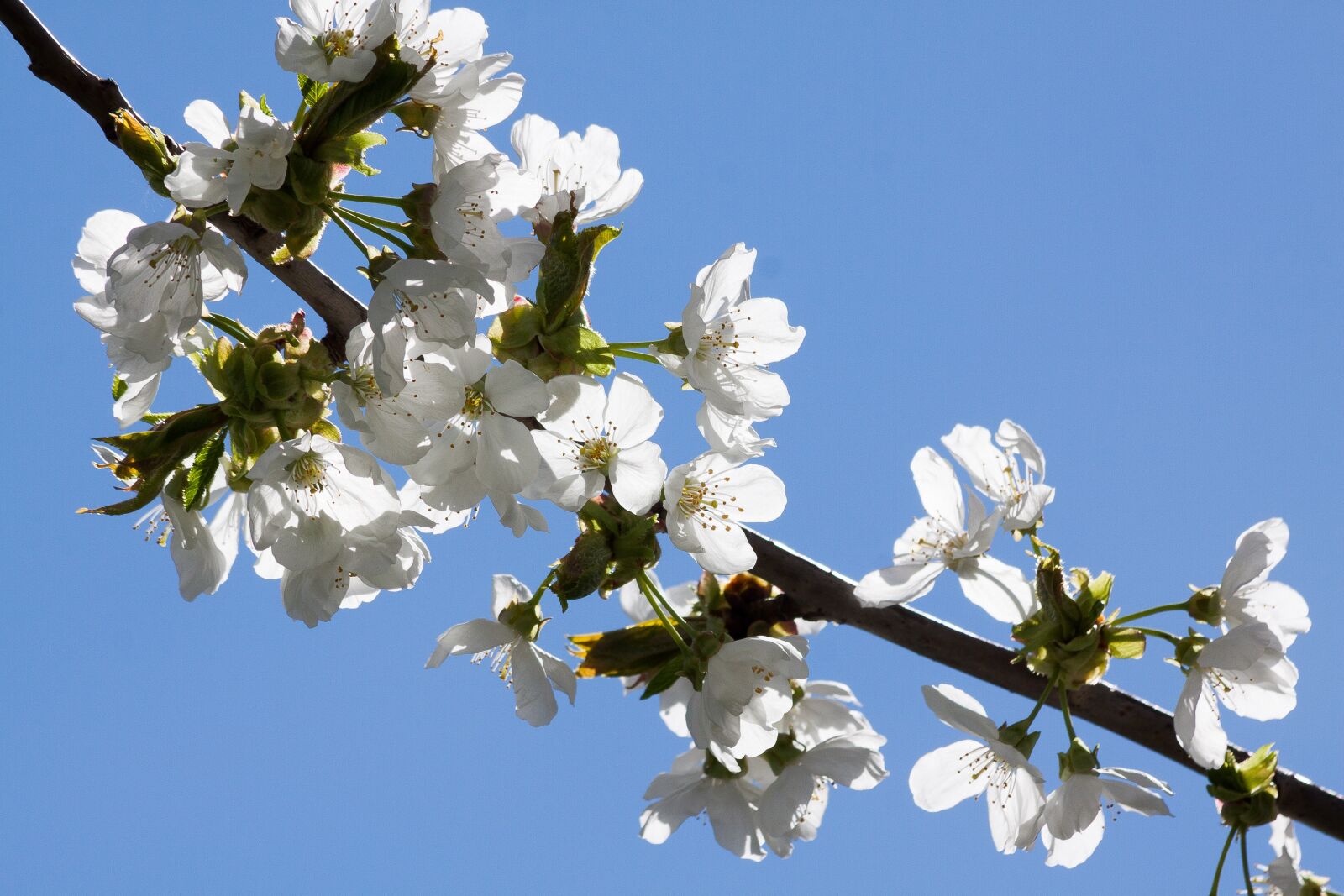 Canon EOS 50D sample photo. Blossom, bloom, apricot photography