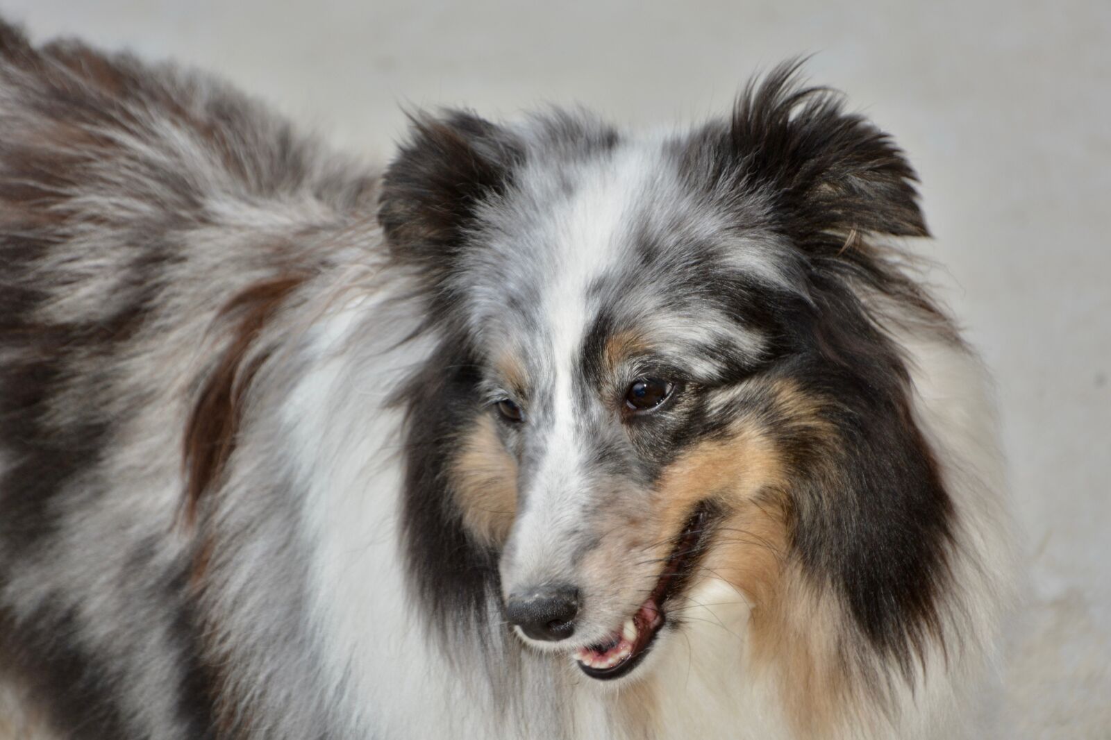 Nikon D5200 sample photo. Dog, bitch mirage, shetland photography