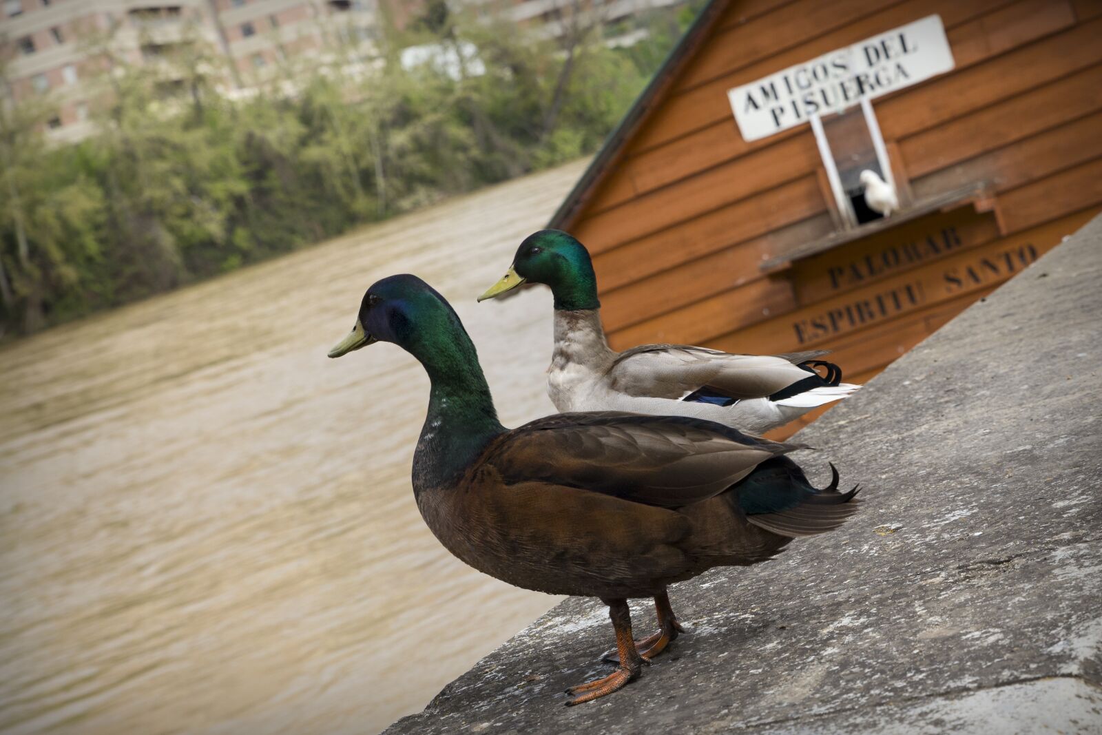 Canon EOS 6D sample photo. River, ducks, water photography