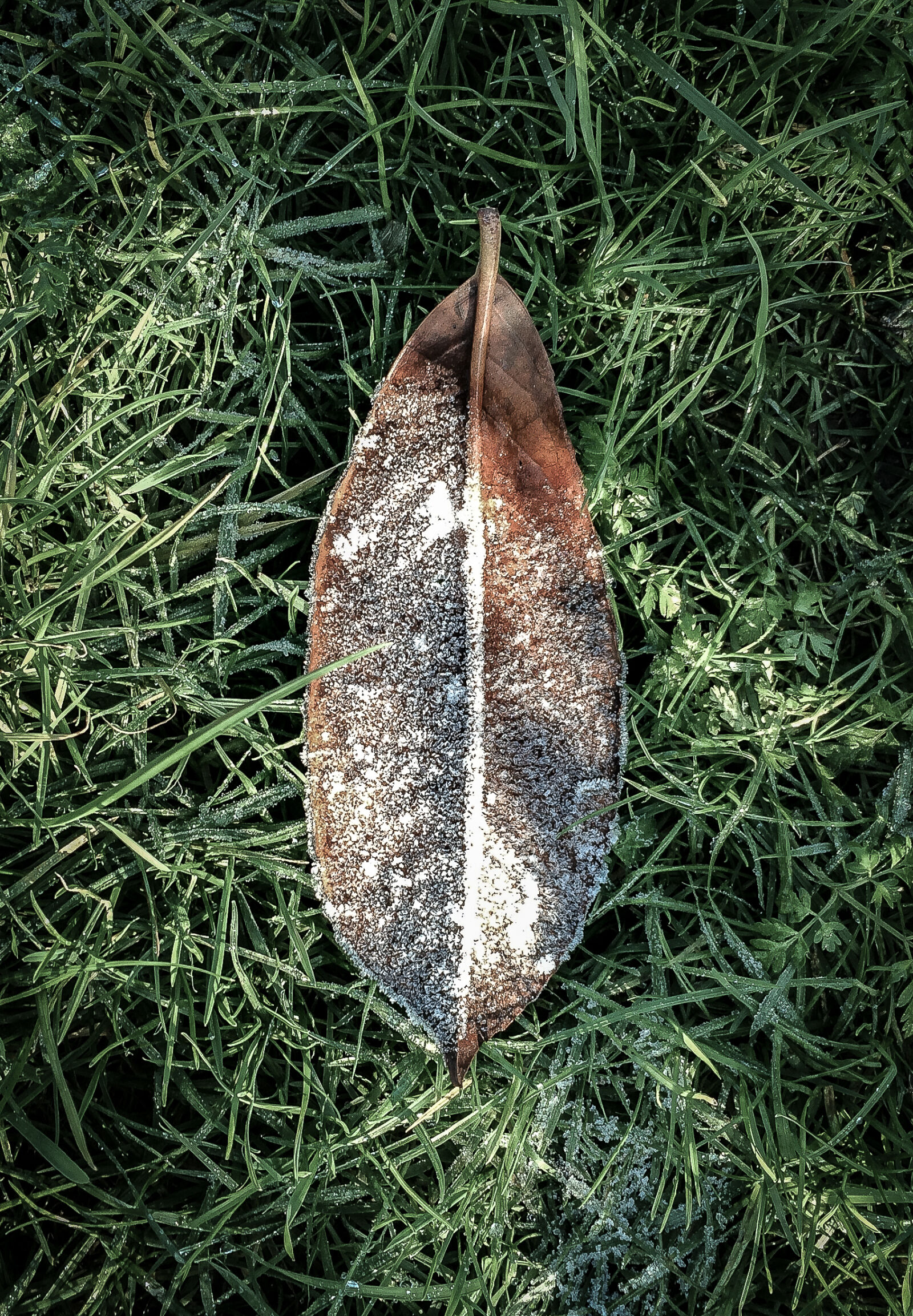 iPhone 5s back camera 4.15mm f/2.2 sample photo. Clover, frost, grass, leaf photography
