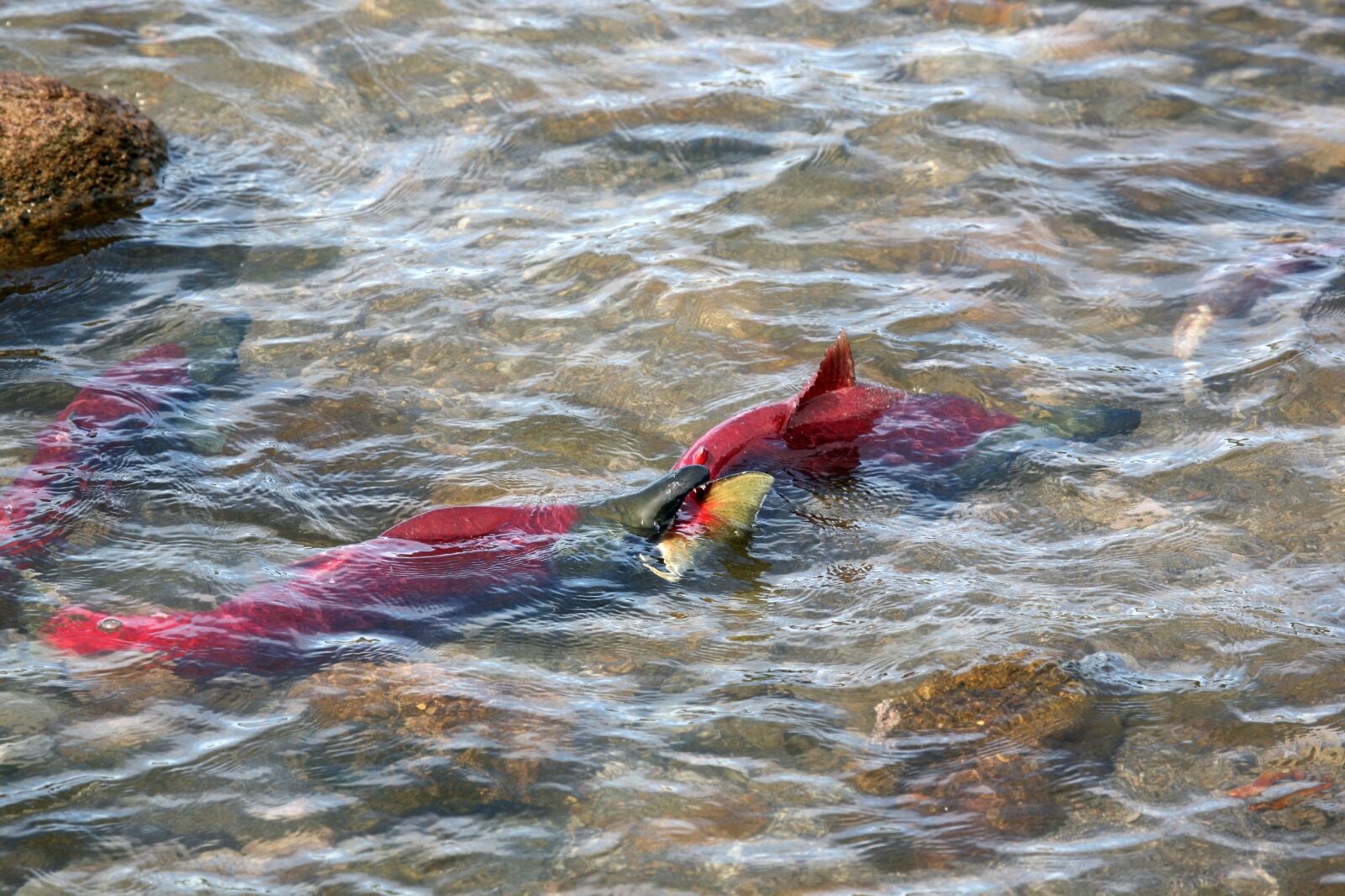 Canon EOS 5D sample photo. Fish, salmon, chum photography