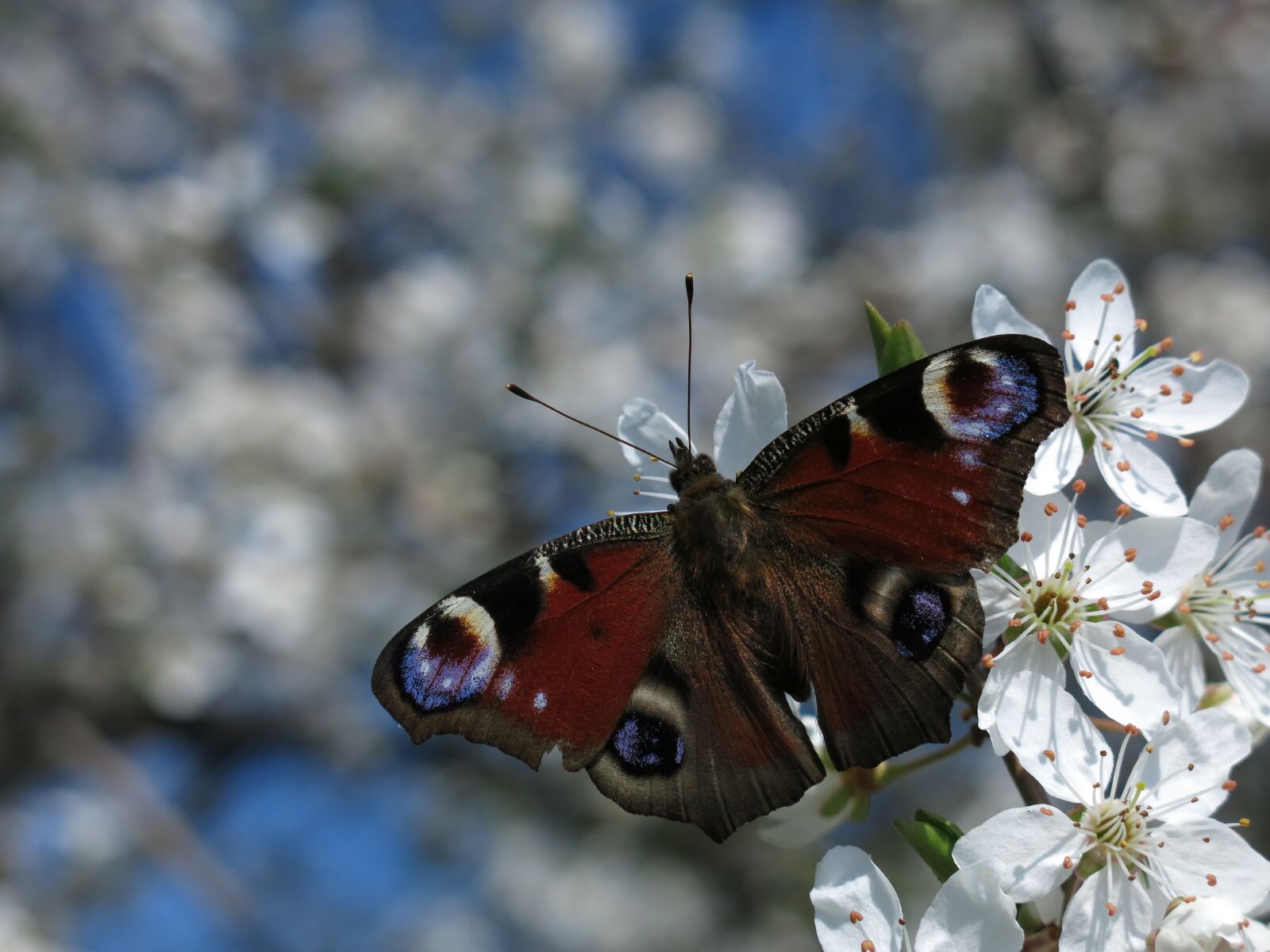 Canon PowerShot G15 sample photo. Peacock butterfly, butterfly, flowers photography
