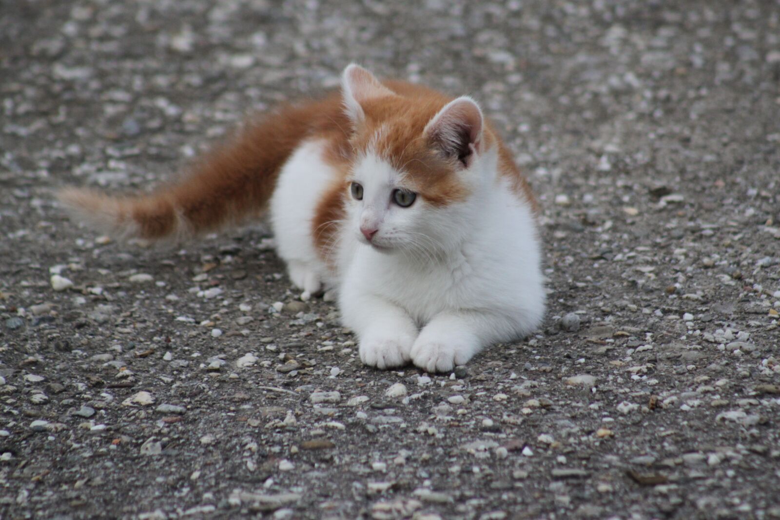 Canon EOS 500D (EOS Rebel T1i / EOS Kiss X3) sample photo. Cat, pet, sweet photography
