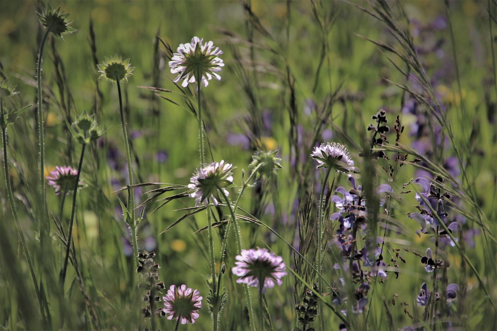 Canon EOS 80D sample photo. Green, meadow, grass photography