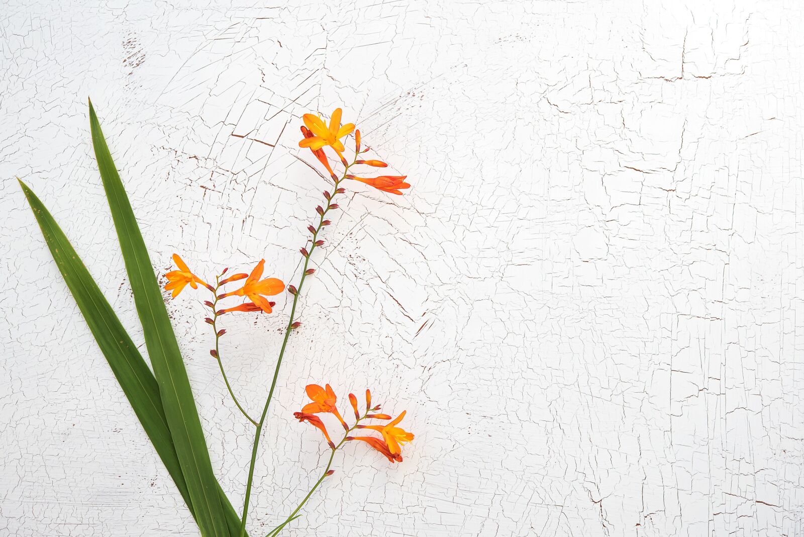 Nikon D750 sample photo. Crocosmia, schwertliliengewaechs, ornamental plant photography