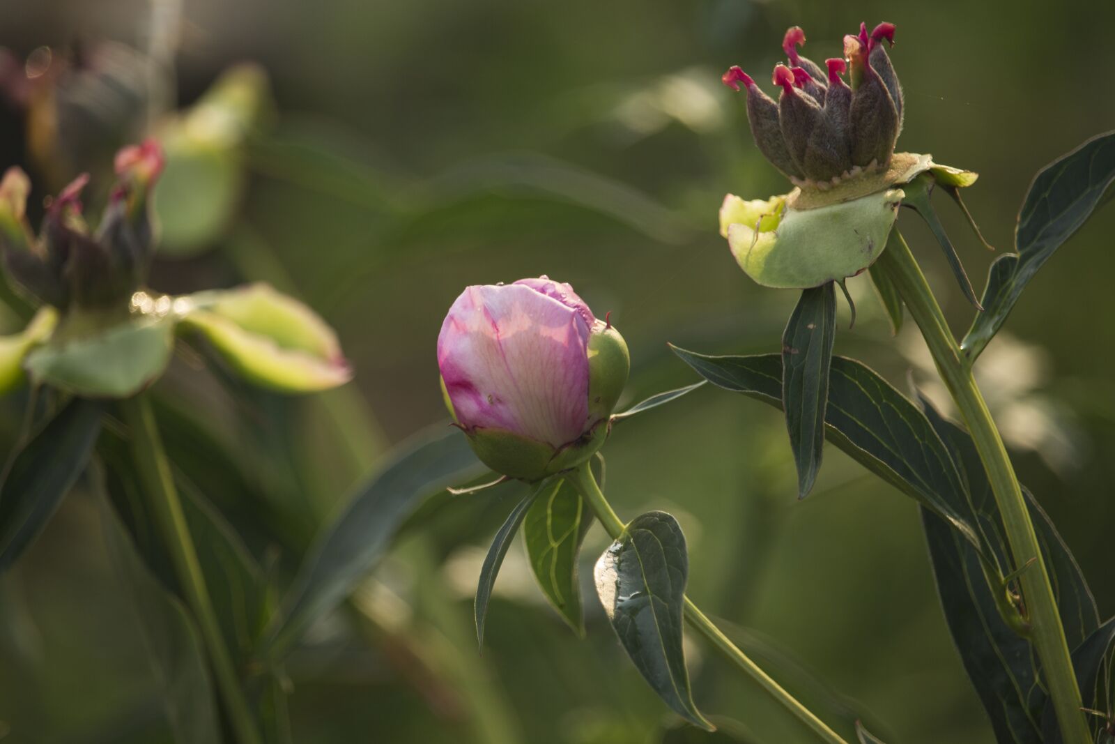 Canon EOS 700D (EOS Rebel T5i / EOS Kiss X7i) sample photo. Peony, summer, menopause photography
