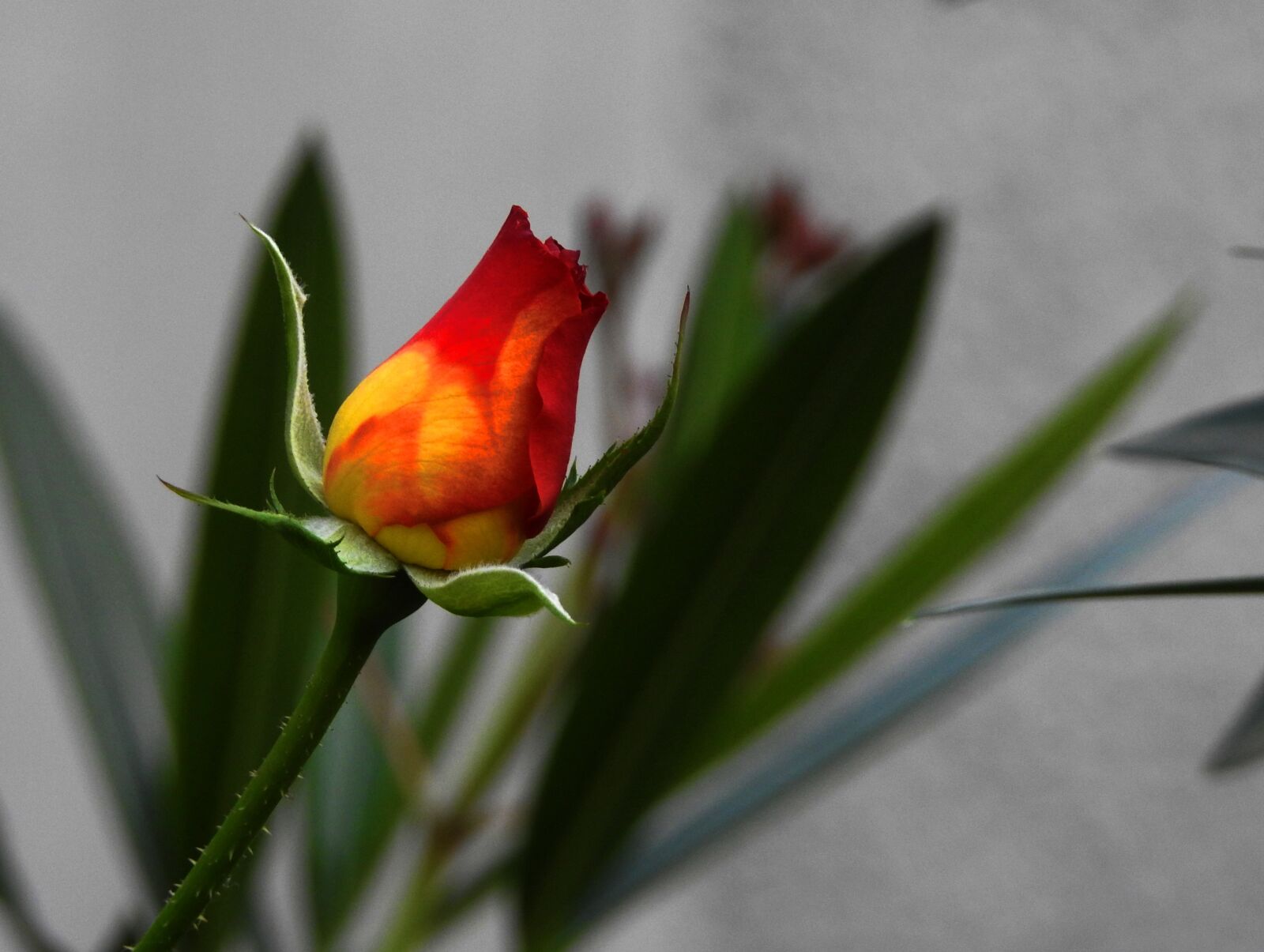 Nikon Coolpix P900 sample photo. Rose, flower, beautiful photography