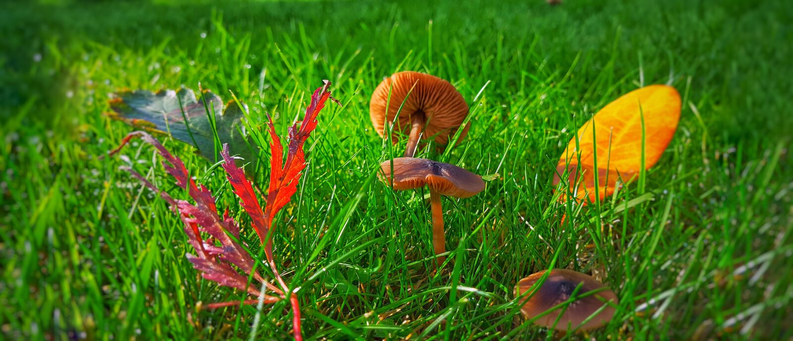 Samsung GALAXY S6 edge sample photo. Nature, autumn, mushroom photography
