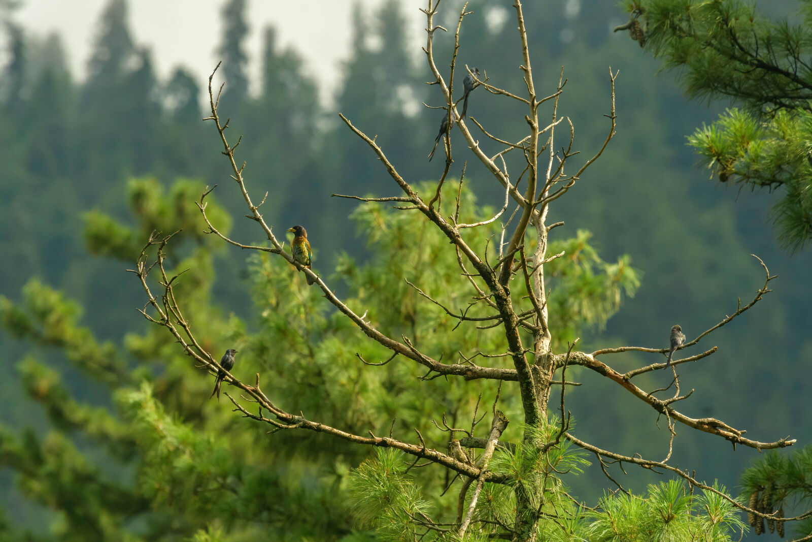 Nikon AF-S Nikkor 400mm F2.8G ED VR II sample photo