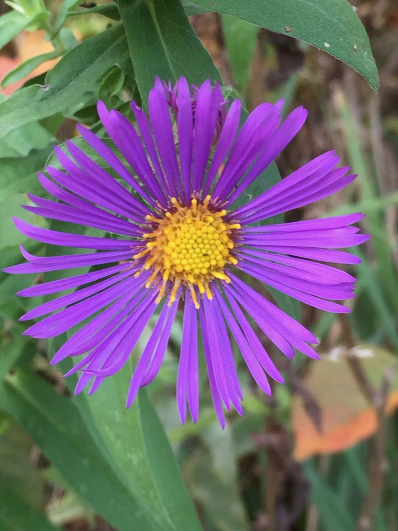 iPhone 6 Plus back camera 4.15mm f/2.2 sample photo. Aster, fall, asters photography