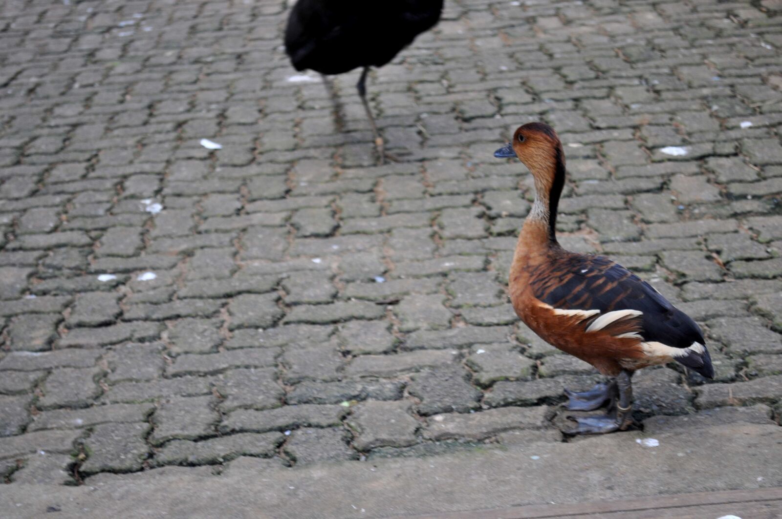 Nikon D5000 sample photo. Female, domestic duck, sidewalk photography