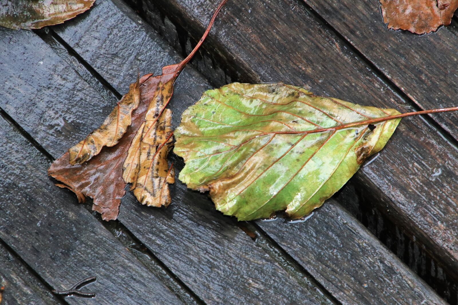 Canon EOS 80D sample photo. Rain, foliage, autumn photography