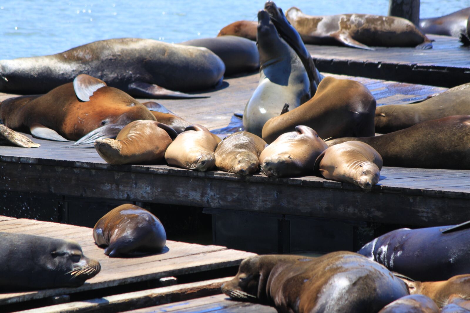 Canon EOS 500D (EOS Rebel T1i / EOS Kiss X3) sample photo. Crawl, pier 13, san francisco photography