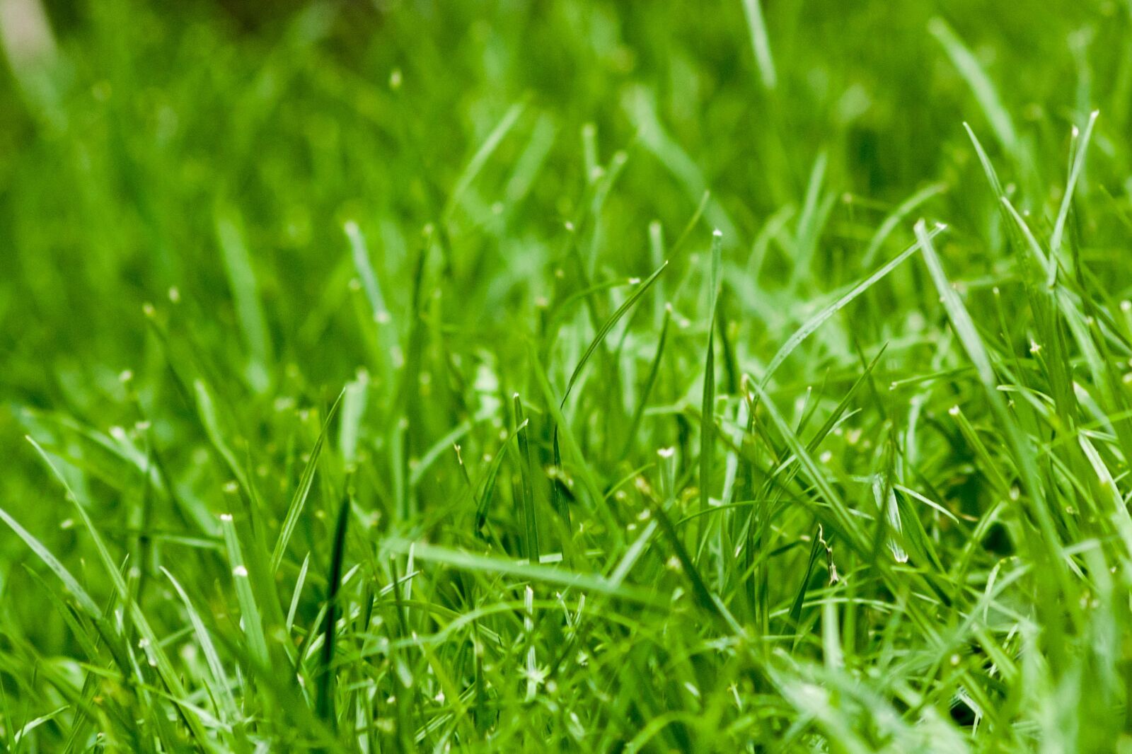 Canon EOS 1000D (EOS Digital Rebel XS / EOS Kiss F) sample photo. Grass, green grass, nature photography