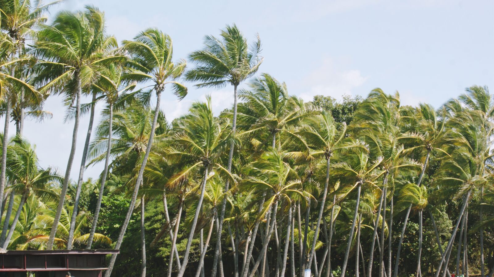 Sony Alpha DSLR-A350 sample photo. Beach, palm trees, nature photography